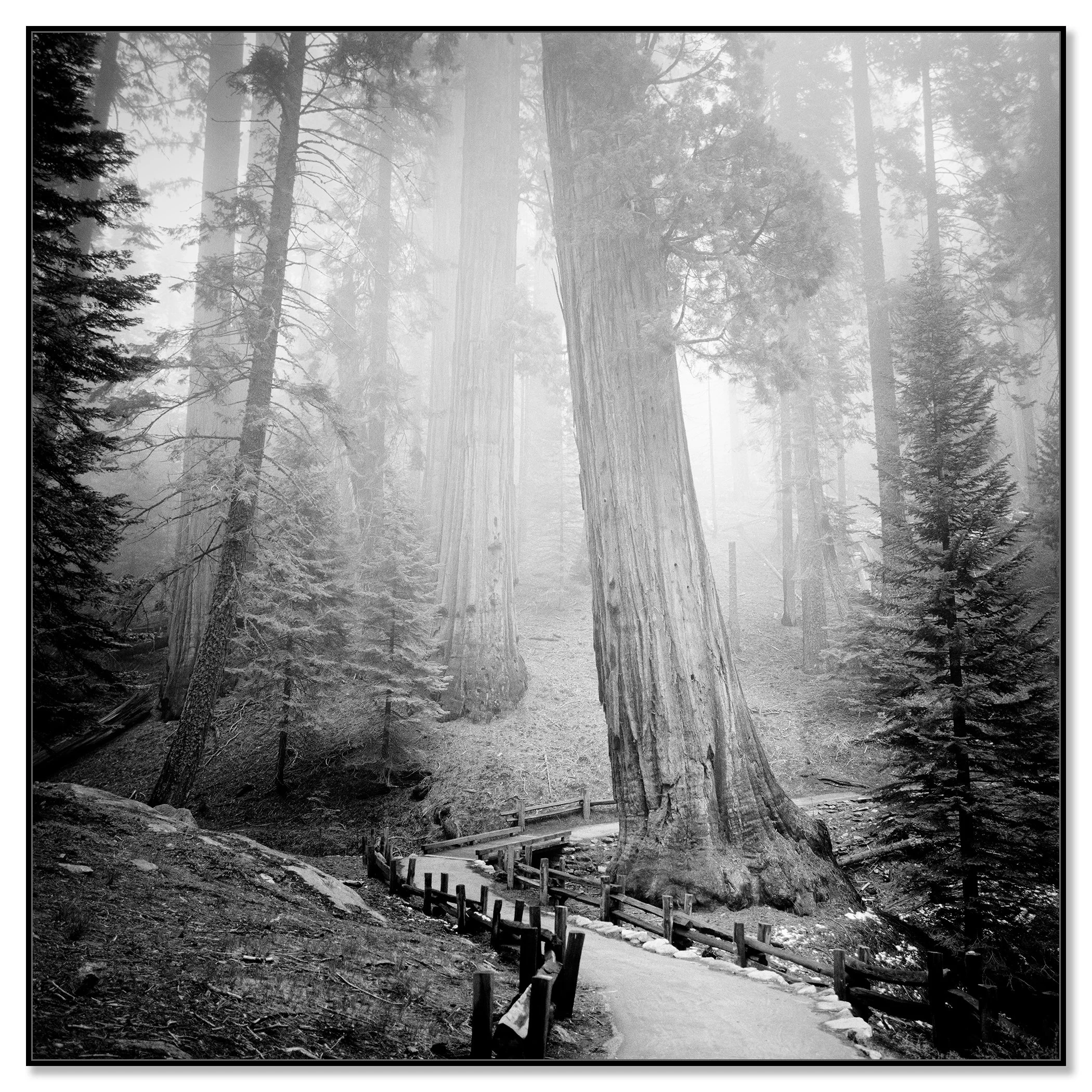 Redwood Study 1 by Gerald Berghammer in a black aluminium ArtBox frame.
