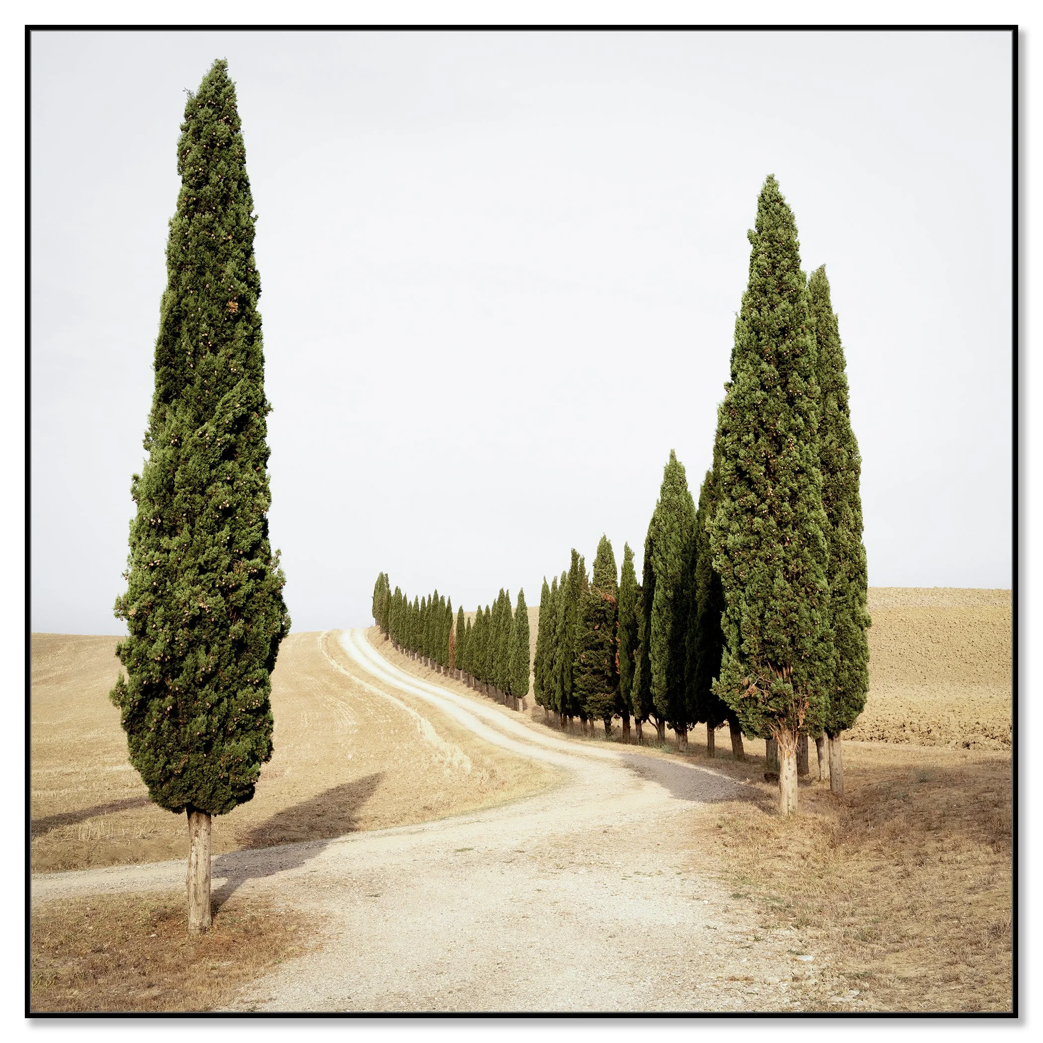 Road with Cypress Trees, Study 1 – colour photograph on Dibond in a black aluminium ArtBox frame.