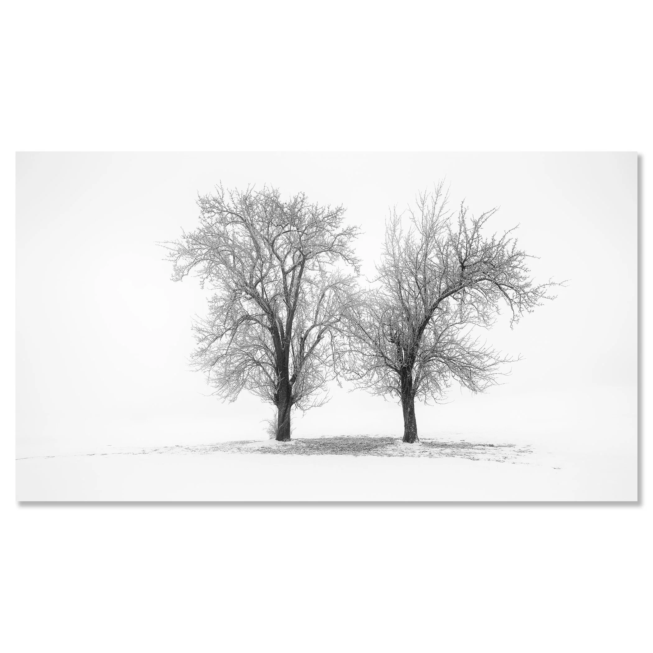 Still Winter Morning Study 1 by Gerald Berghammer mounted on aluminium Dibond as a frameless black-and-white fine art print.