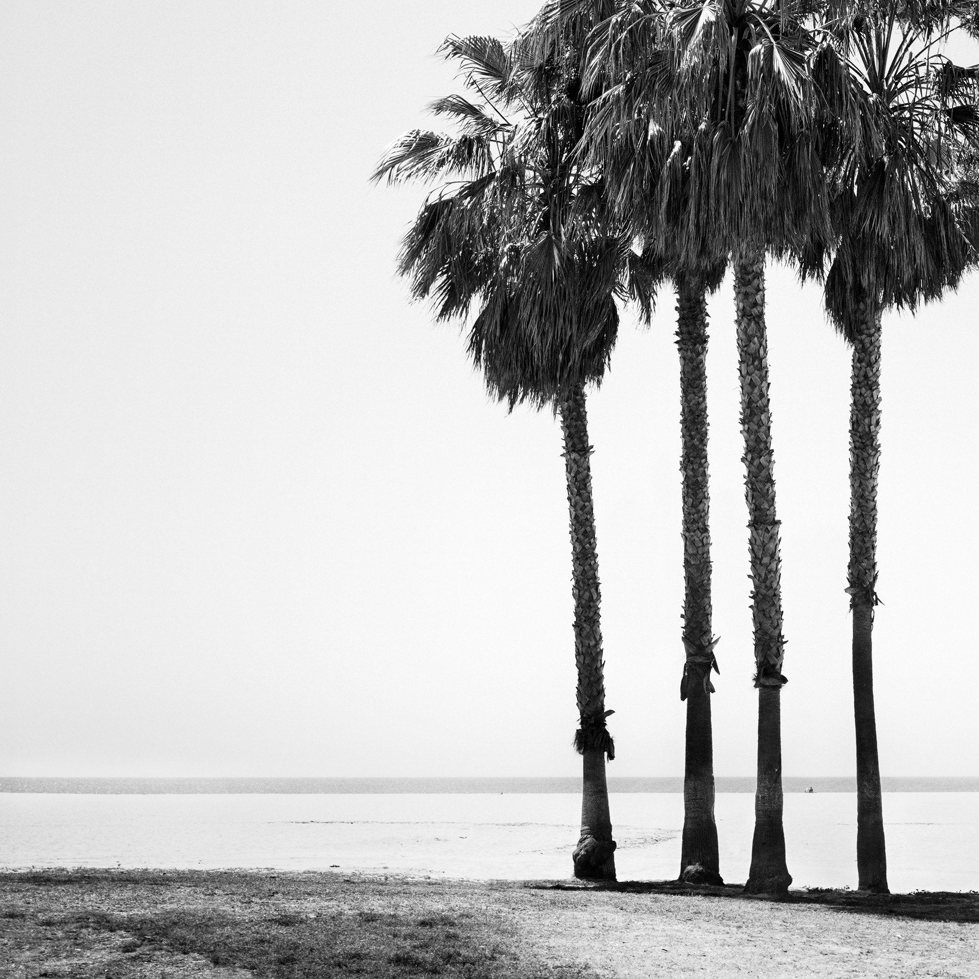 Detail of Four Palm Trees – California, USA, a black-and-white fine art photograph by Gerald Berghammer.