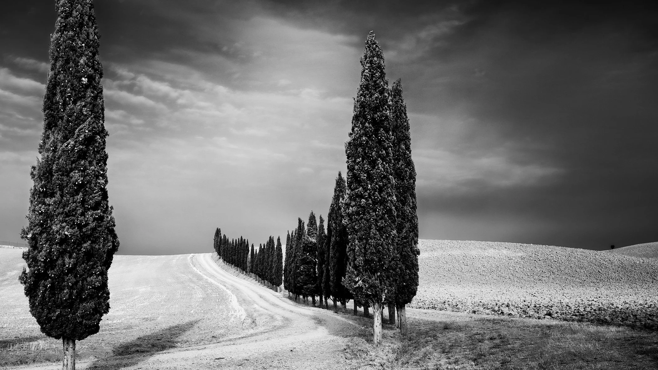 Cypress Tree Avenue Panorama Study 2, black-and-white fine art photograph of a cypress-lined road in Tuscany, Italy, by Gerald Berghammer.