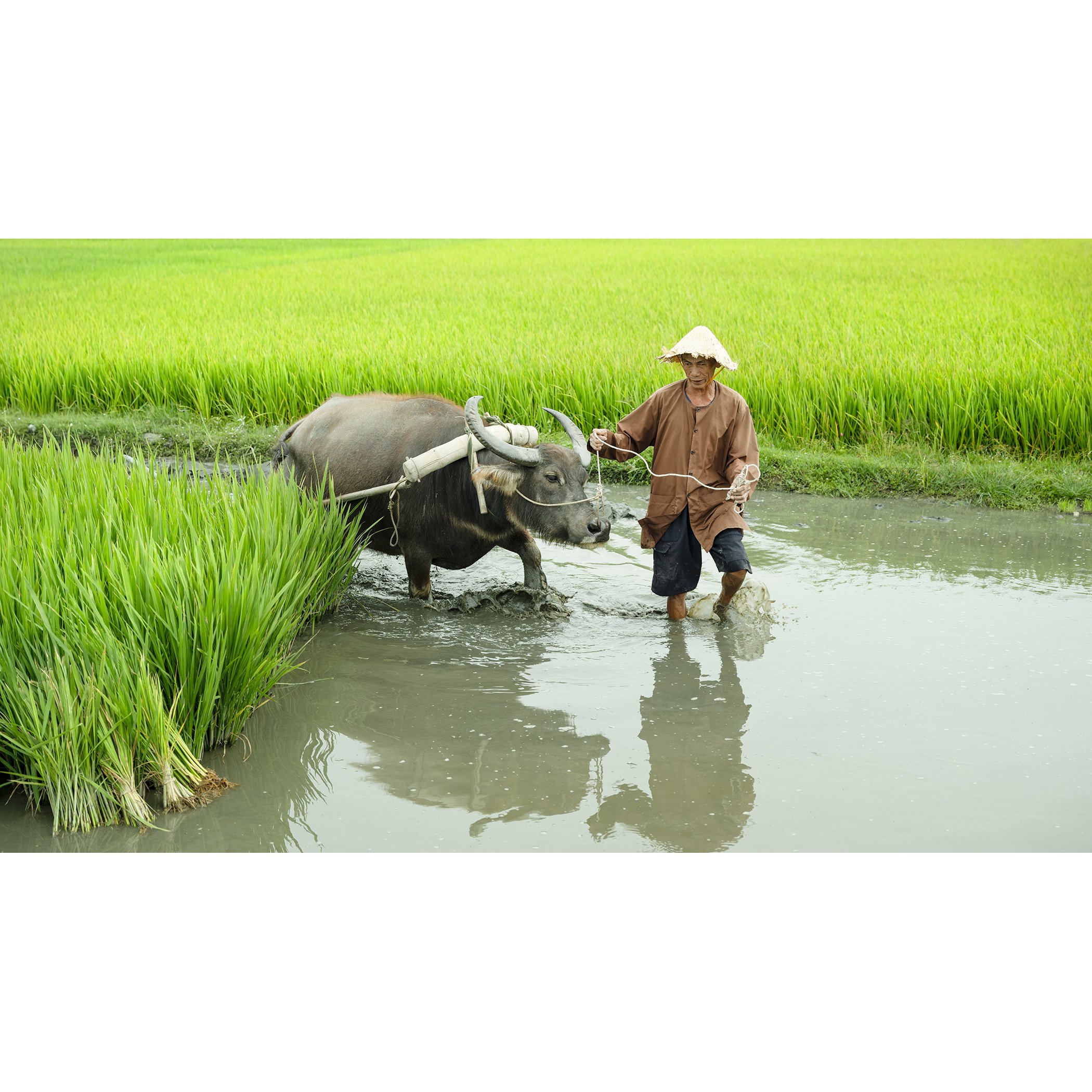 Gerald Berghammer - Color landscape photography. A farmer wearing a conical hat guides a water buffalo through a flooded rice field.