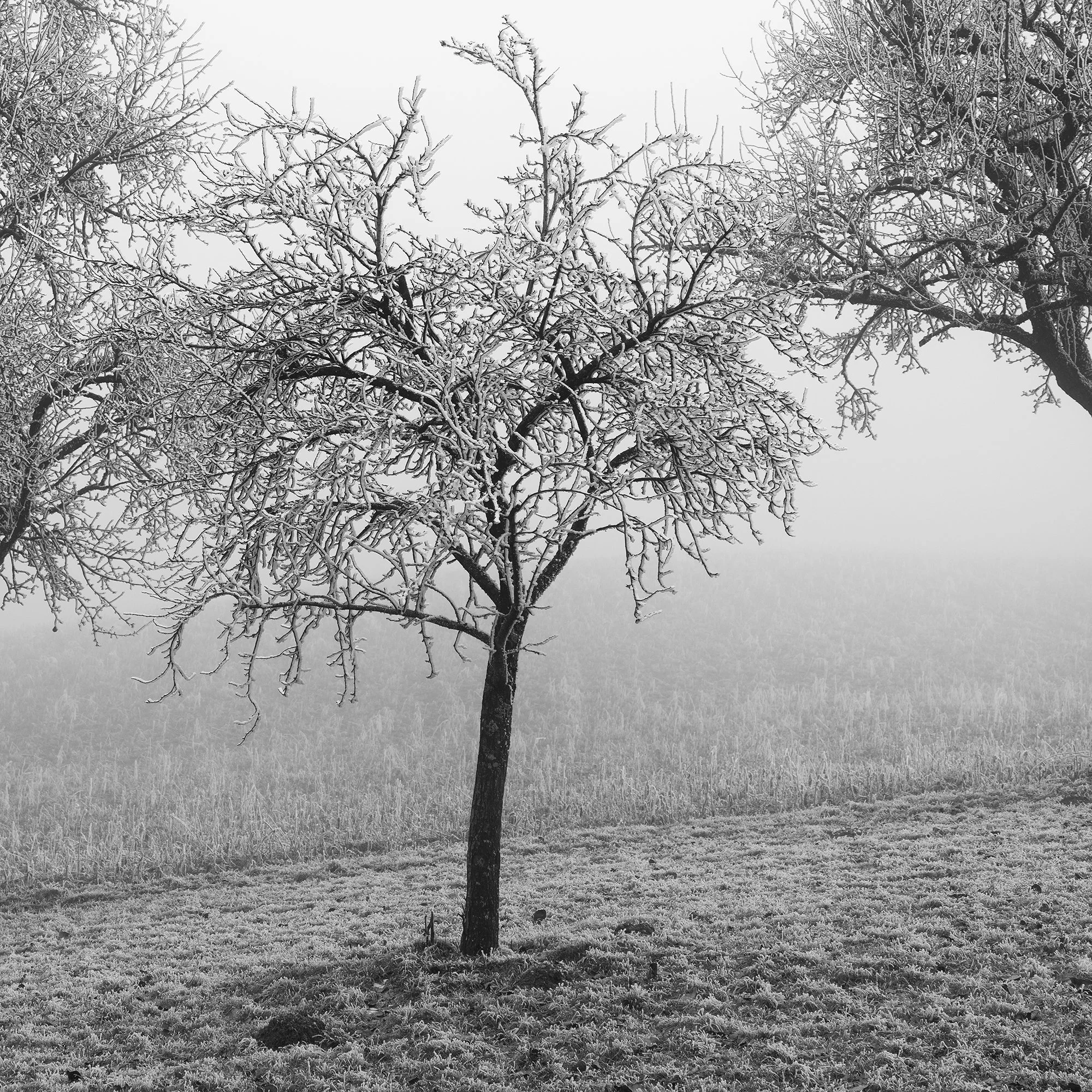 Close-up view of three frost-covered fruit trees in a misty Austrian winter landscape by Gerald Berghammer.