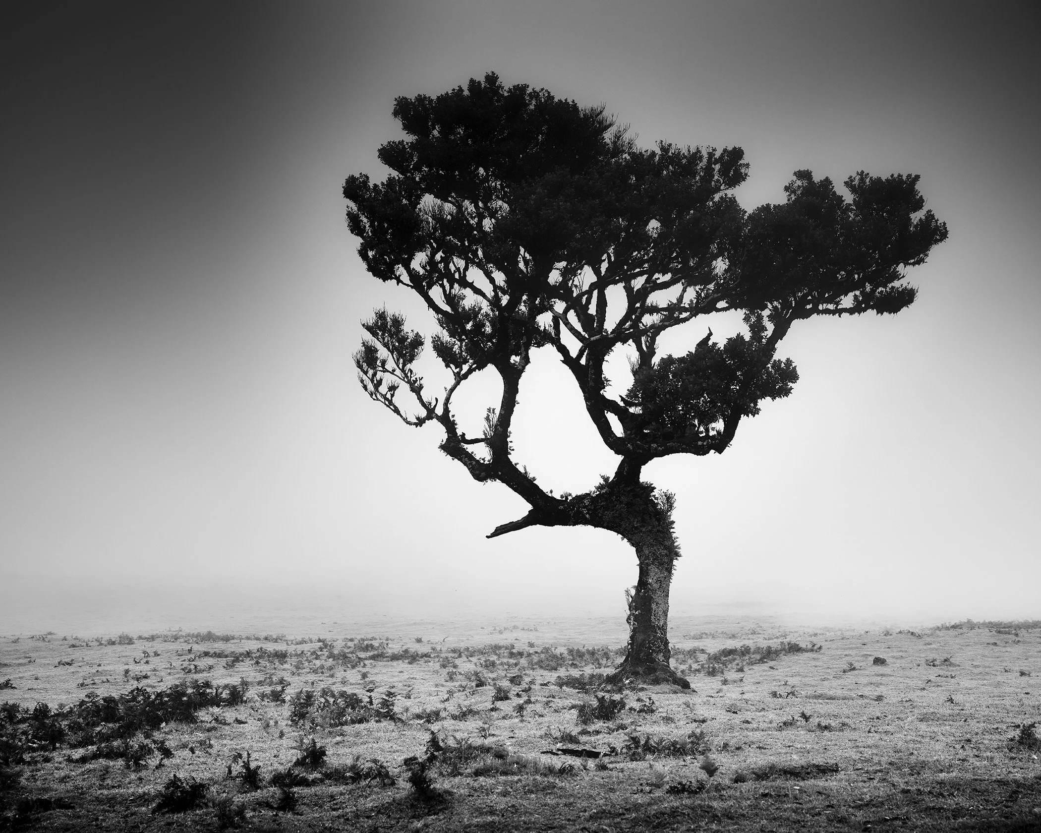 Black and white photograph of a solitary, wind-shaped tree standing alone in a barren, misty landscape.