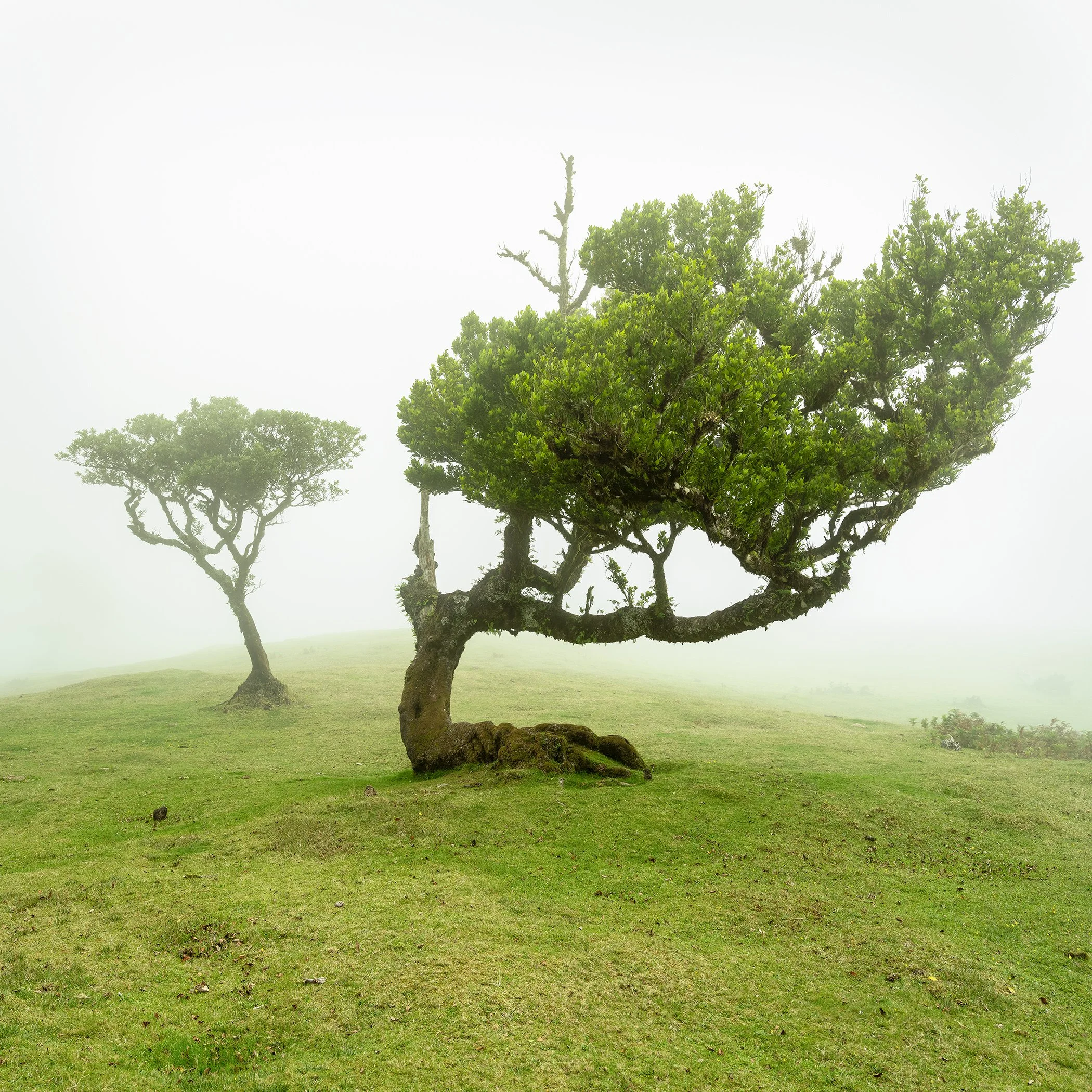 Windswept tree on a misty green meadow in Madeira, with a second tree fading into the fog behind