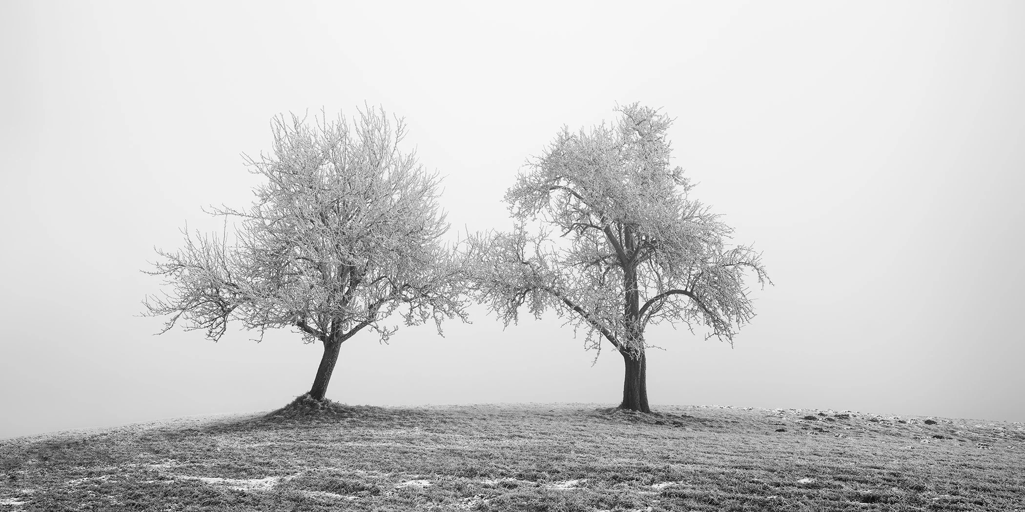 Two Lonely Frozen Trees Panorama by Gerald Berghammer, black-and-white photograph of two frost-covered trees on a misty winter field in Austria.