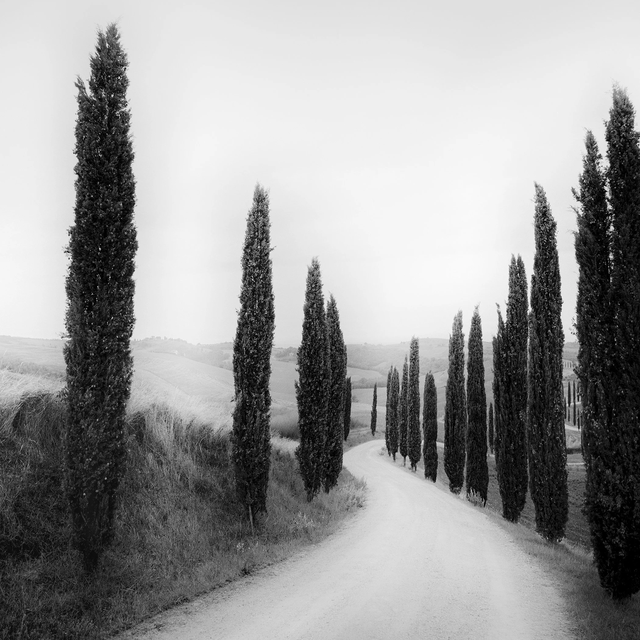 Path Lined with Cypress Trees, a black-and-white Tuscan landscape photograph by Gerald Berghammer.