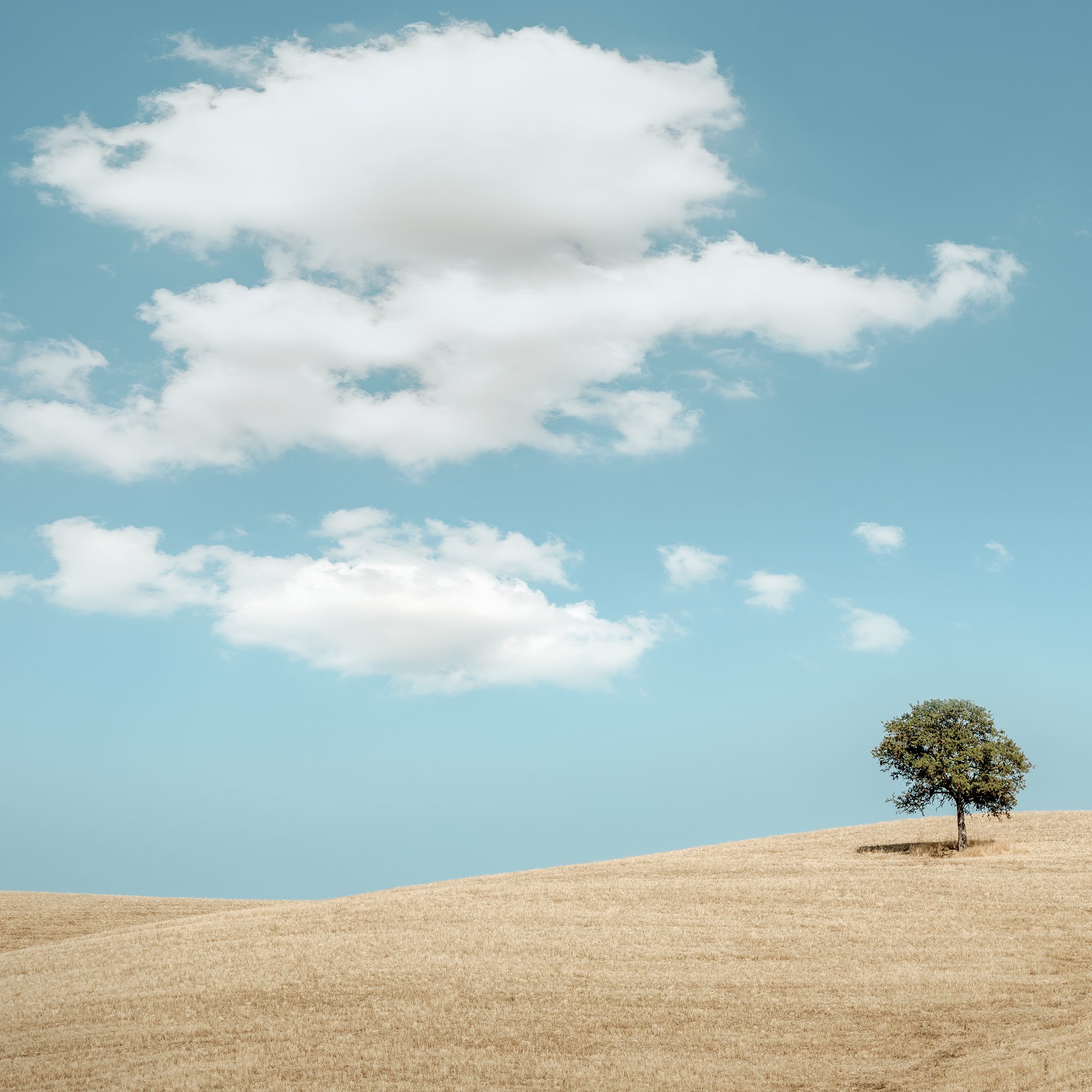Detail of Rolling Hills with Trees showing golden Tuscan hills, two trees and blue sky
