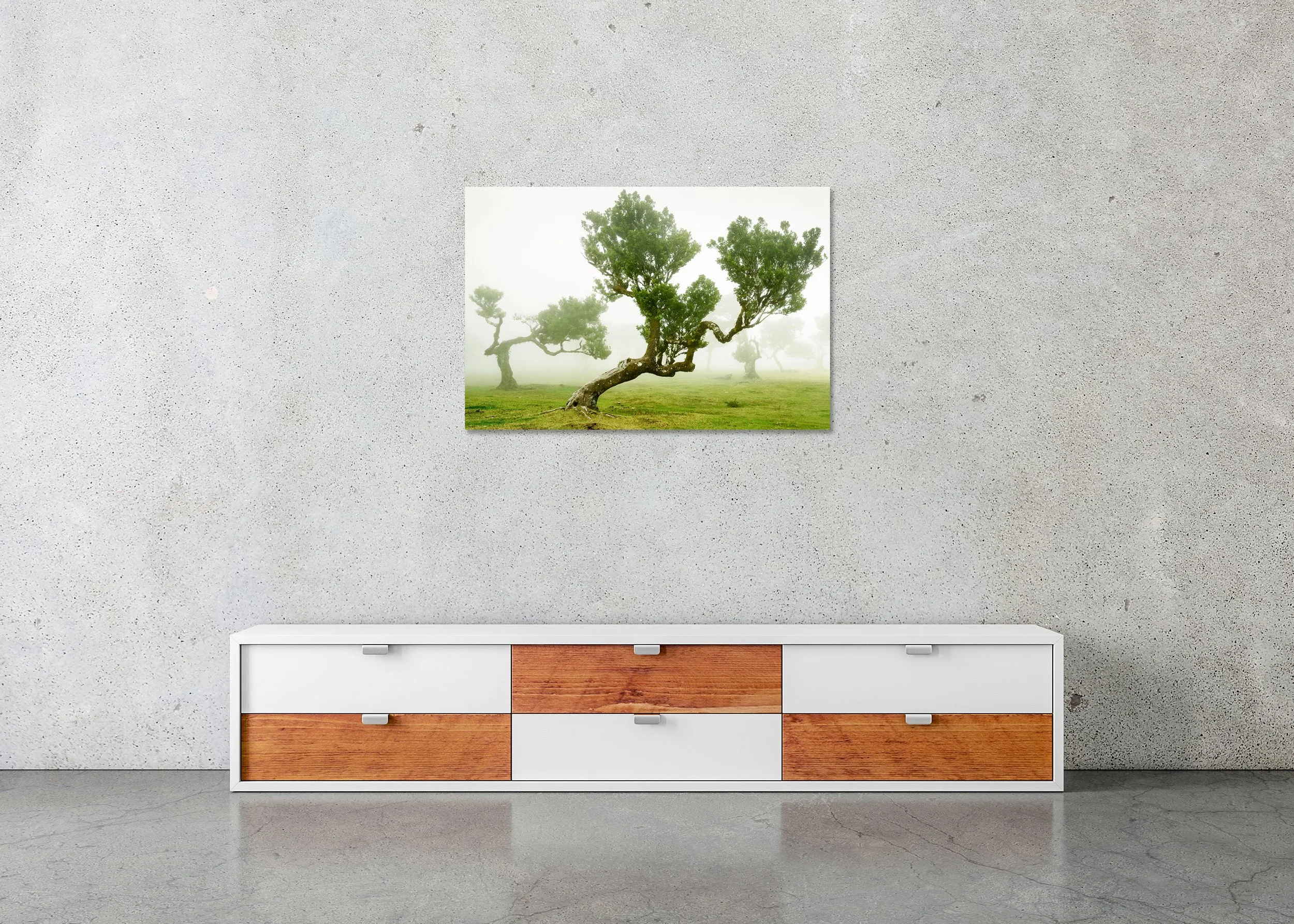 Twisted ancient trees in a foggy green meadow, with soft mist around gnarled trunks and leafy branches, photo print mounted to Dibond, frameless