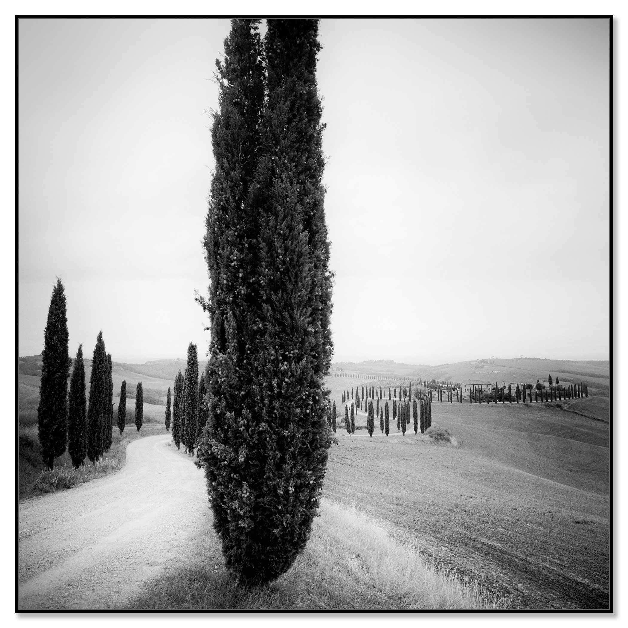 Cypress Trees Study 2 displayed in a black aluminium ArtBox frame by Gerald Berghammer.