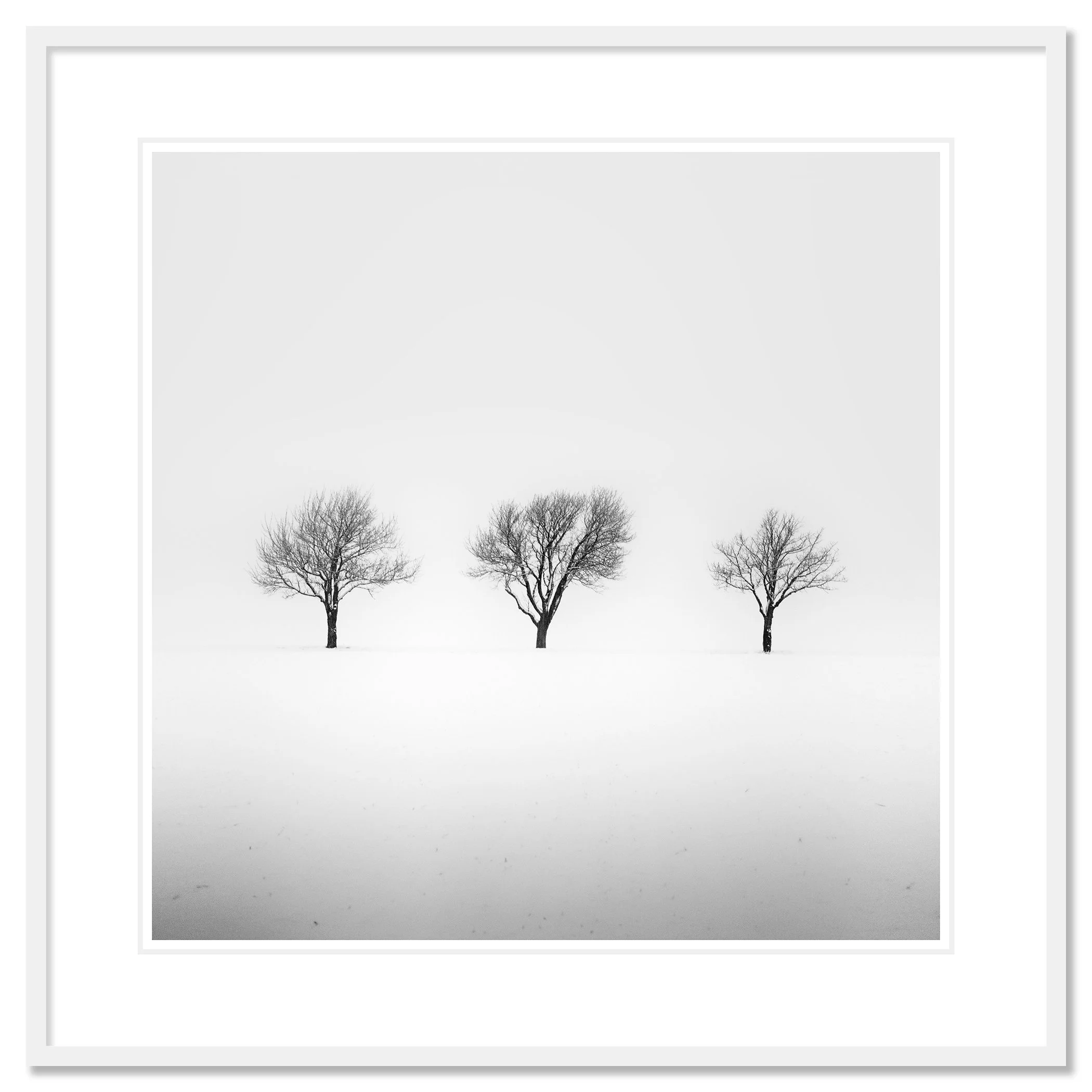 Three Trees in a Snowy Field, Study 2 in a white aluminium frame with white mount by Gerald Berghammer.