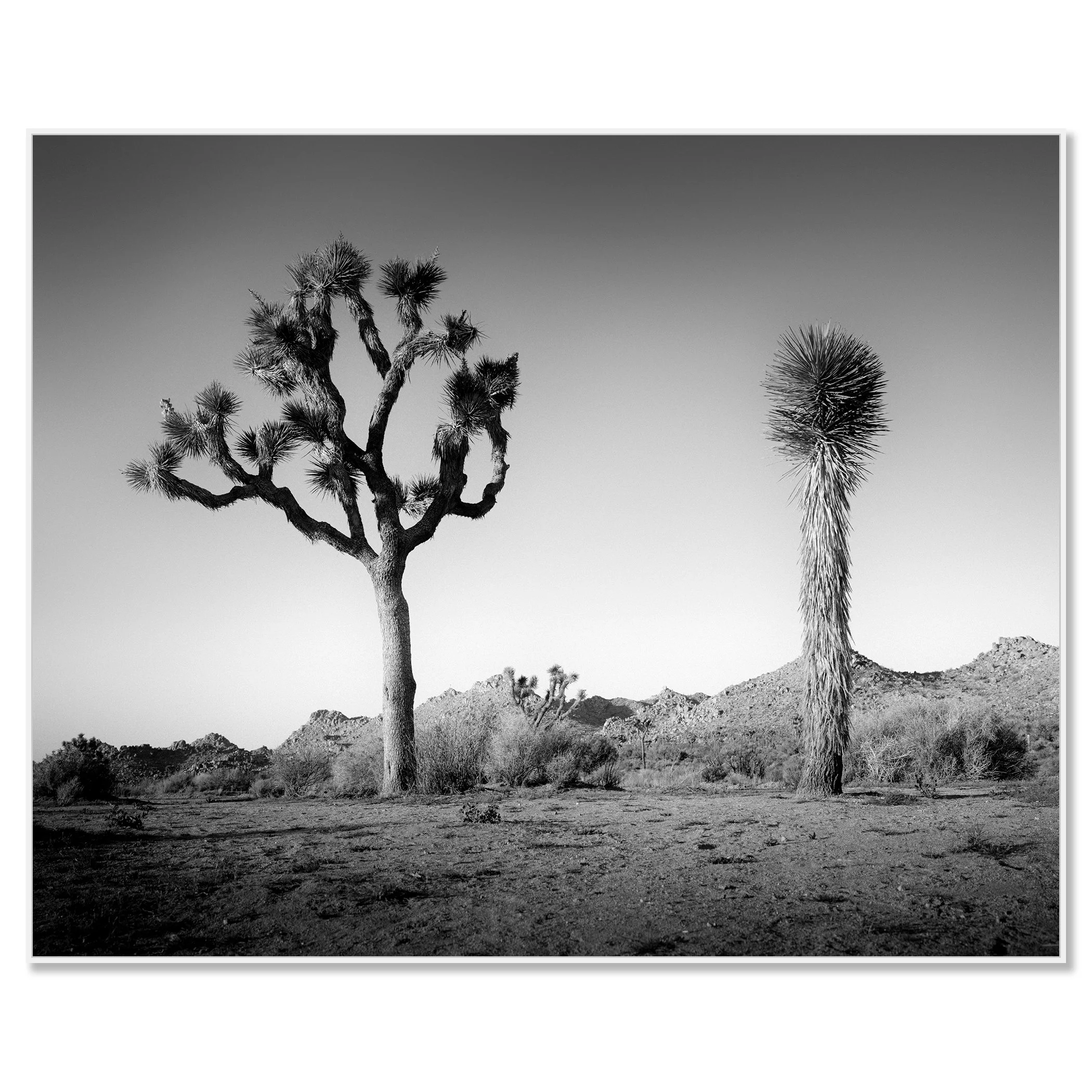 © 2015 Gerald Berghammer - Black and white photo of a desert landscape with two Joshua trees and mountain ridges, California, USA. Chromaluxe framed white