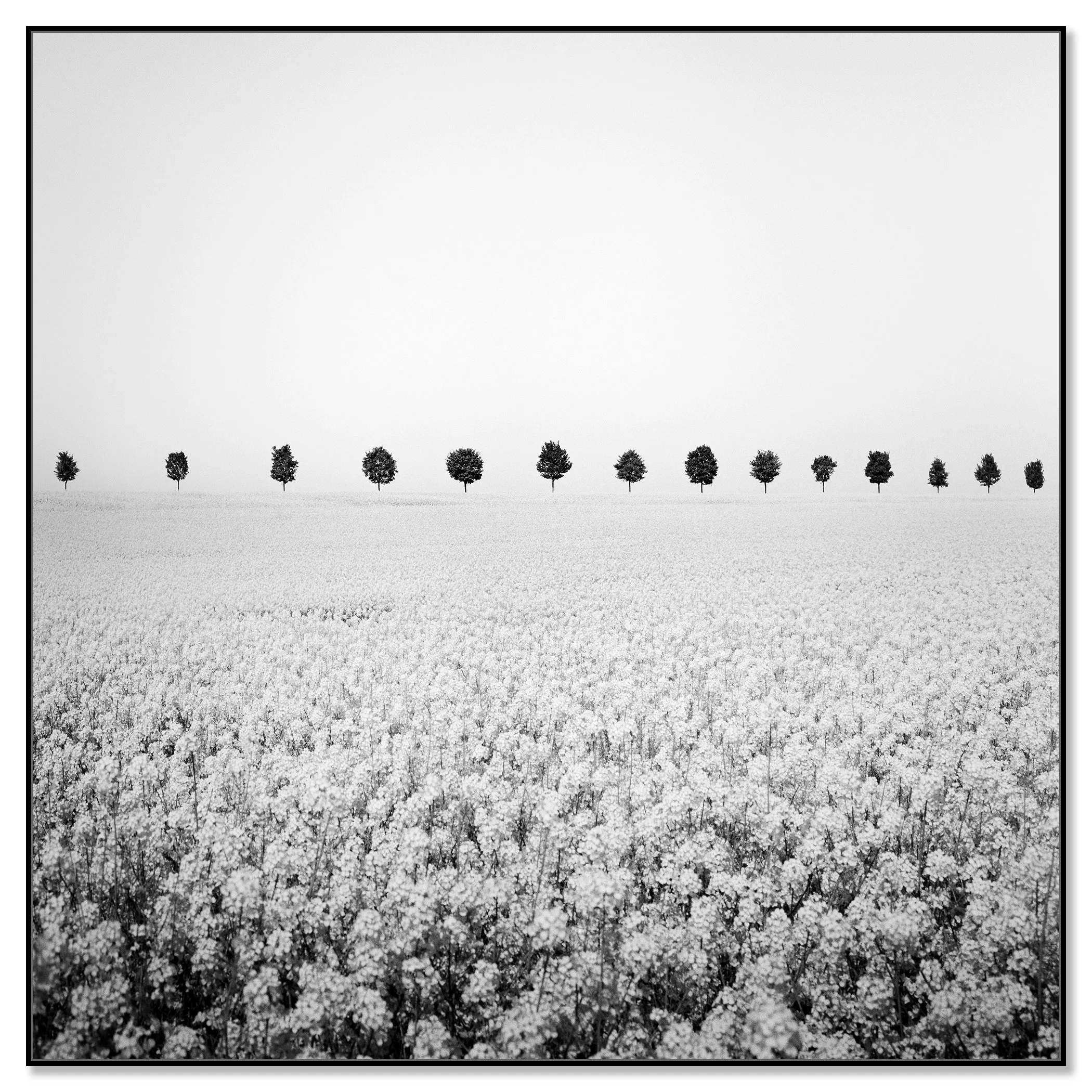Black-and-white landscape photograph of an open field with a distant row of trees on the horizon beneath a clear sky – framed ArtBox black