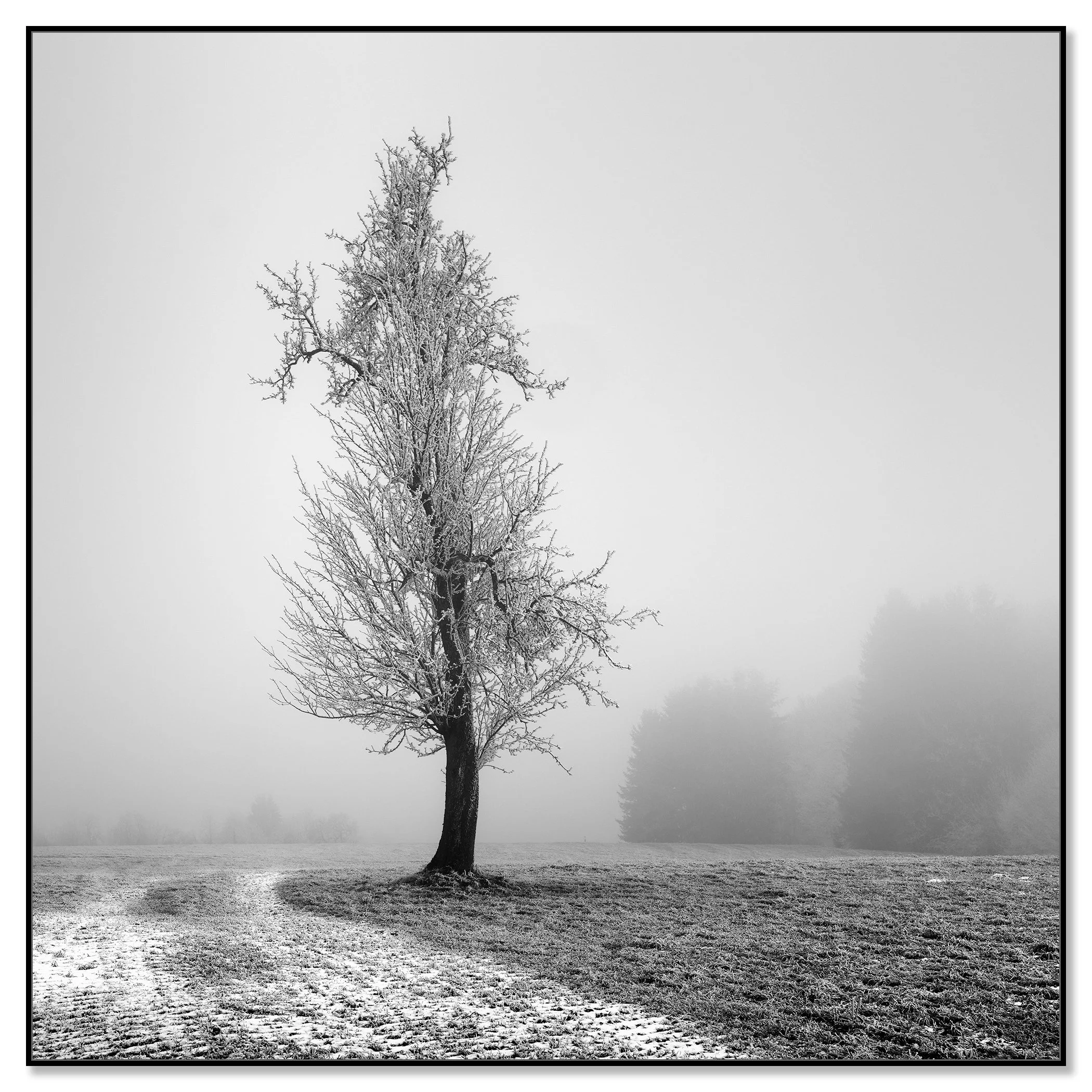 Lone tree in a misty winter meadow in black and white – framed ArtBox black