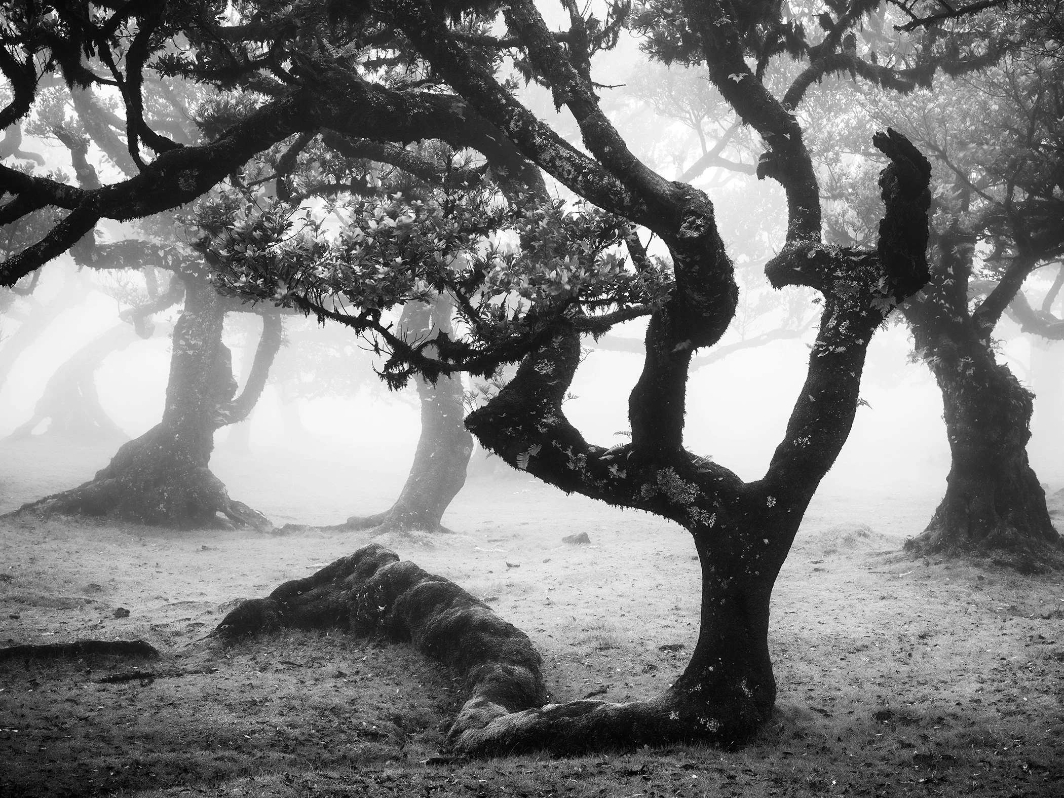 Ancient Laurisilva Forest, Study 13 – ancient twisted laurel trees emerging through fog in Fanal, Madeira, by Gerald Berghammer.