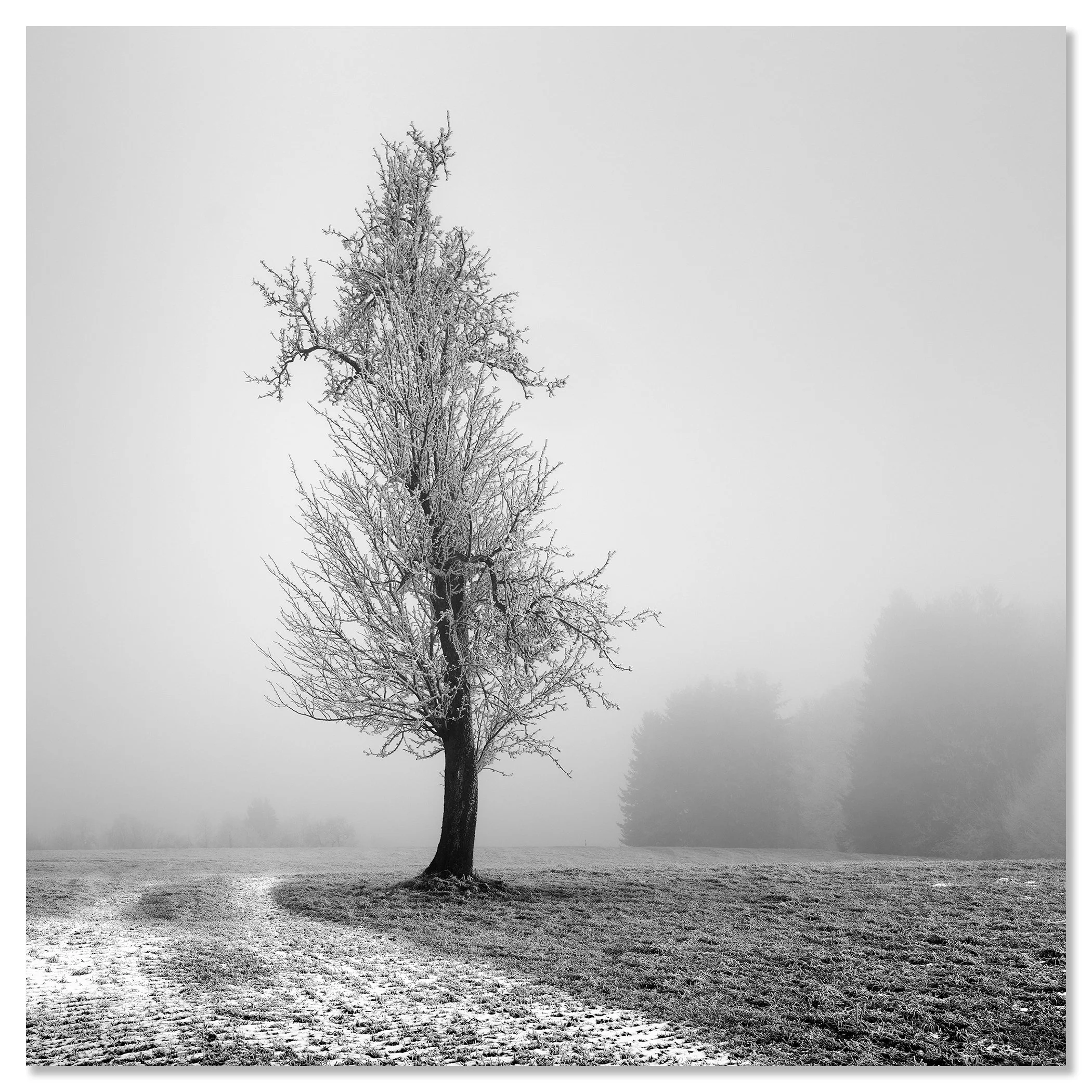 Lone tree in a misty winter meadow in black and white – dibond frameless