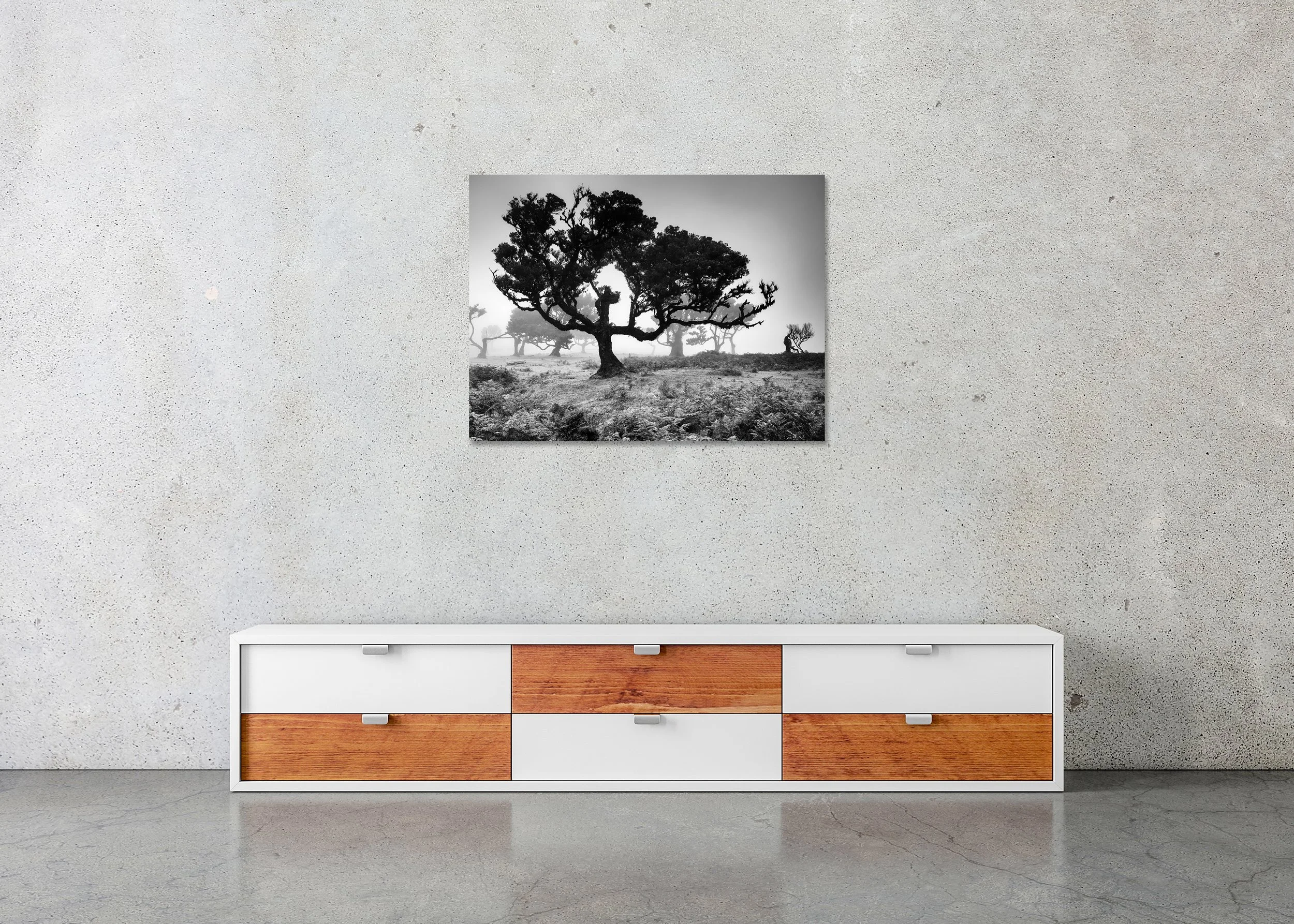 Old wind-shaped trees in a foggy landscape in Fanal, Madeira, photo print mounted to Dibond, frameless