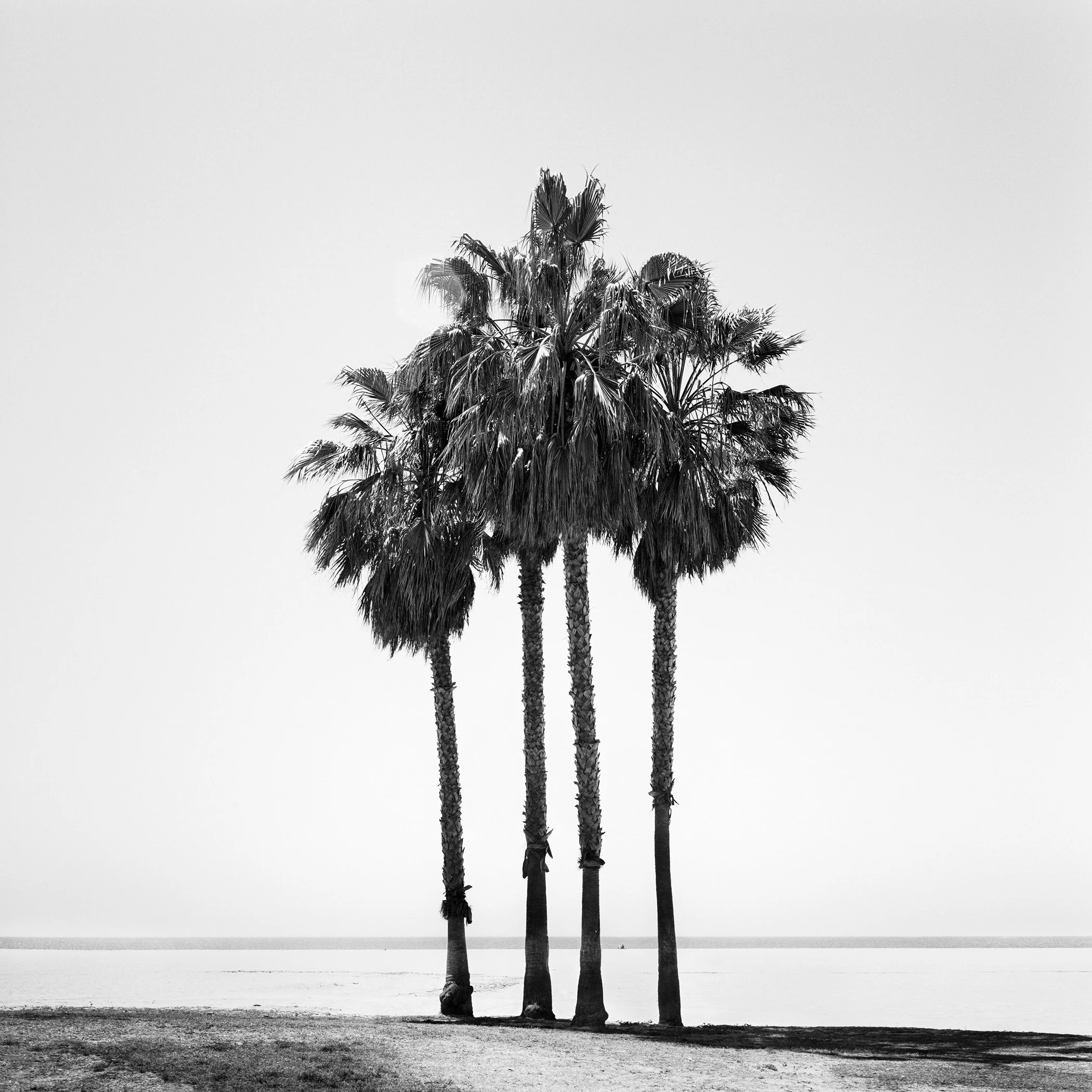 Four palm trees beside the Pacific Ocean at Venice Beach, California, in a minimalist black-and-white photograph by Gerald Berghammer.