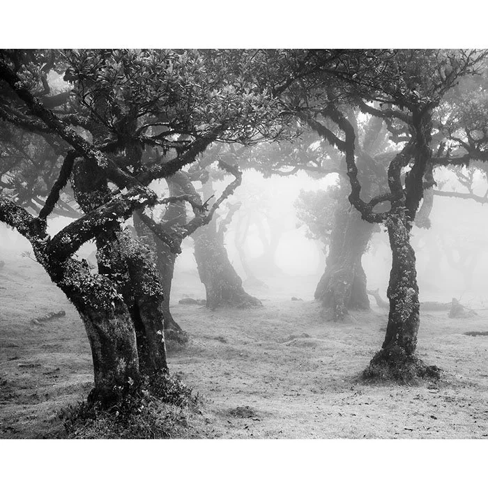 Mystical Forest Clearing – Madeira, Portugal | Gerald Berghammer
