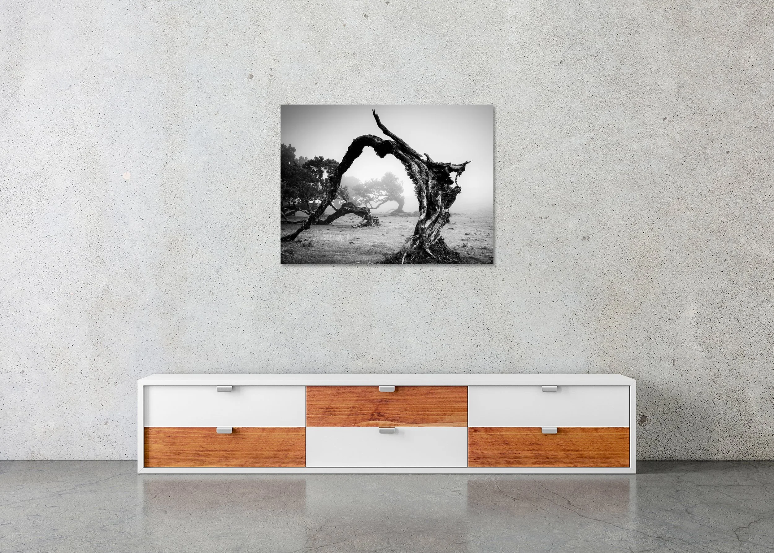 Twisted, wind-sculpted tree in foggy landscape, black-and-white photograph with dramatic contrast and natural textures, photo print mounted to Dibond, frameless.