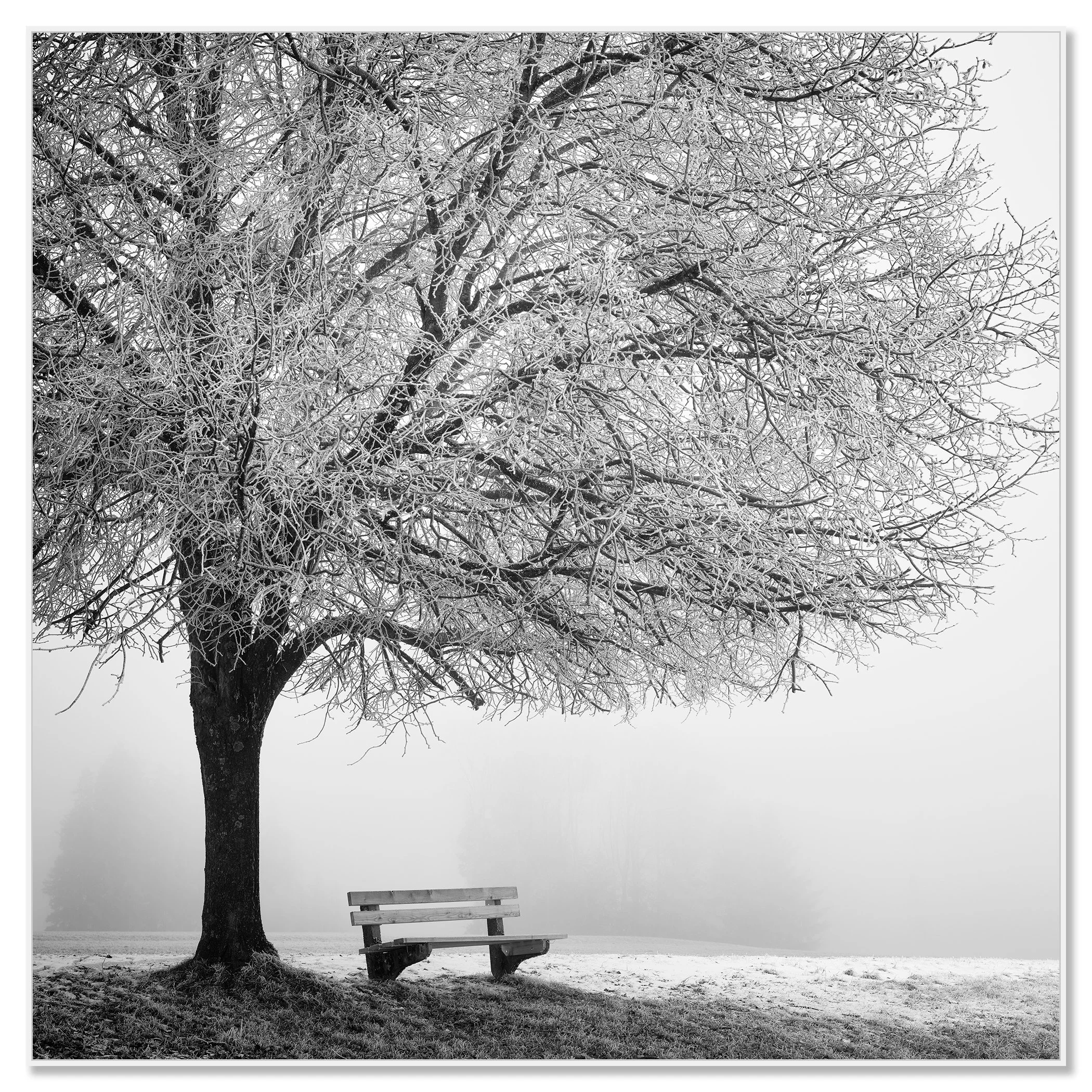 Cold Foggy Winter Morning Study 1, winter tree and bench, aluminium Dibond in white ArtBox frame by Gerald Berghammer.