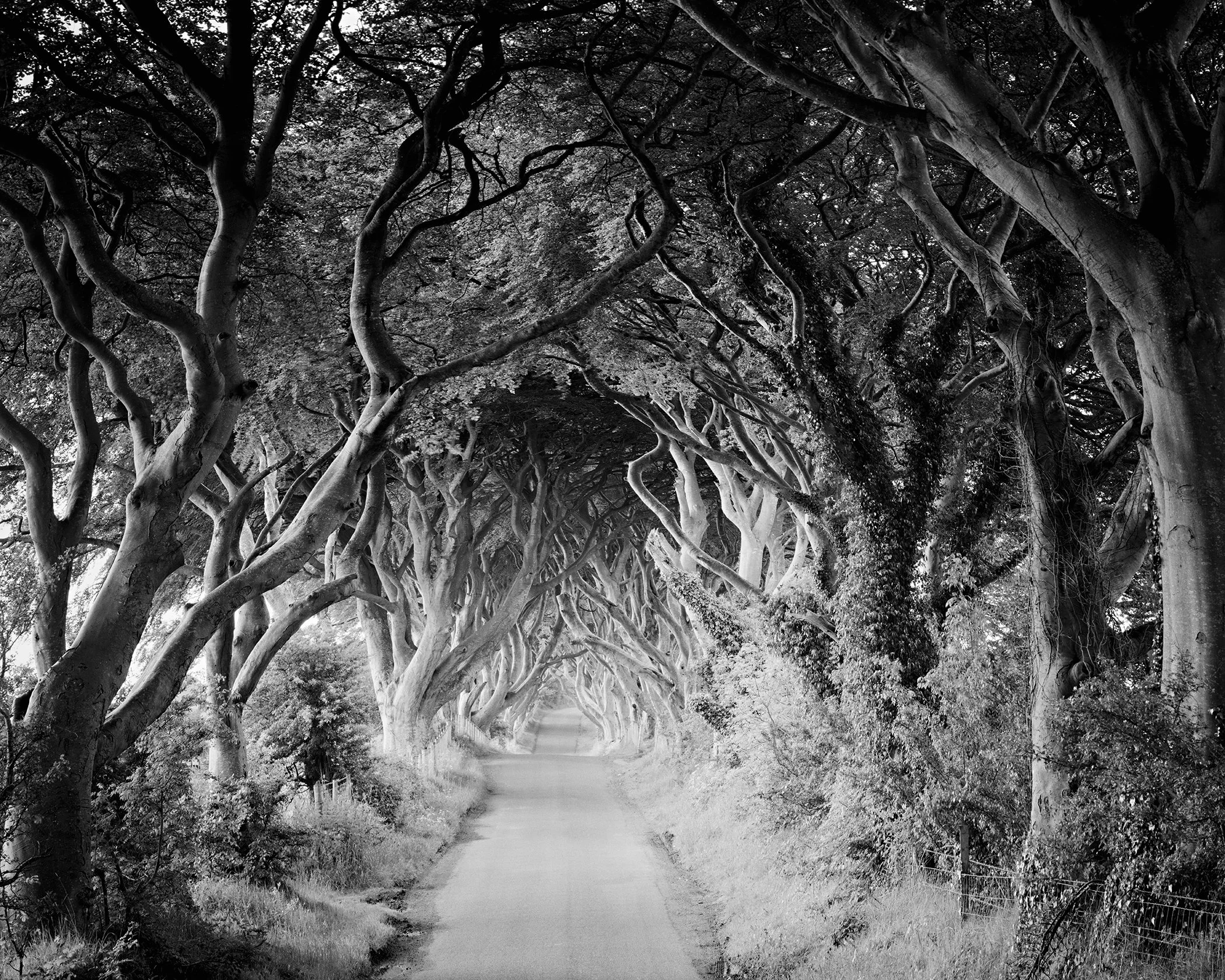The Dark Hedges Study 3 by Gerald Berghammer, black-and-white analogue fine art photograph of the iconic beech-tree avenue in County Antrim, Northern Ireland.
