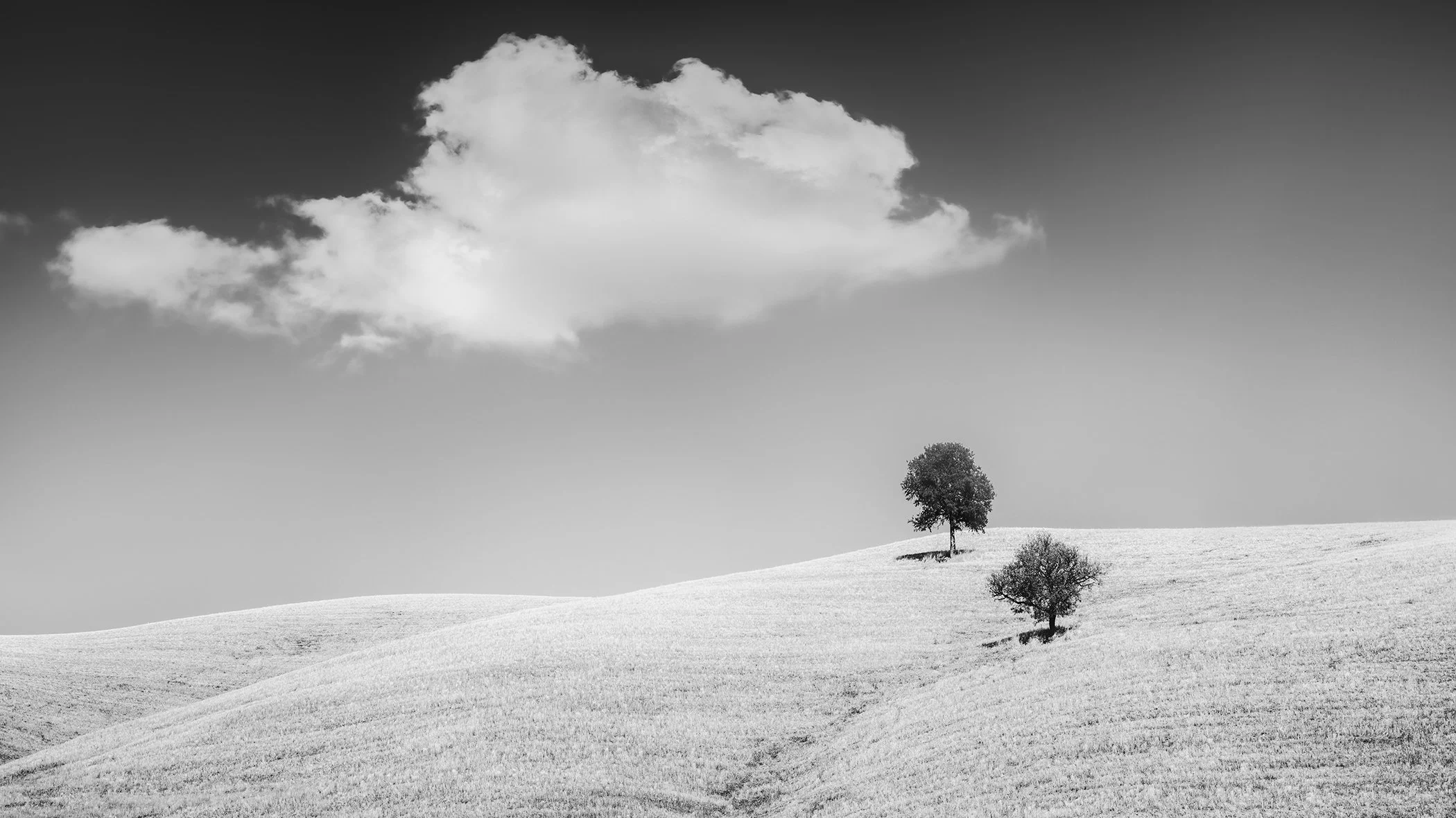 Fine art black-and-white landscape showing soft rolling fields, two isolated trees and a luminous cloud-filled sky, by Gerald Berghammer.