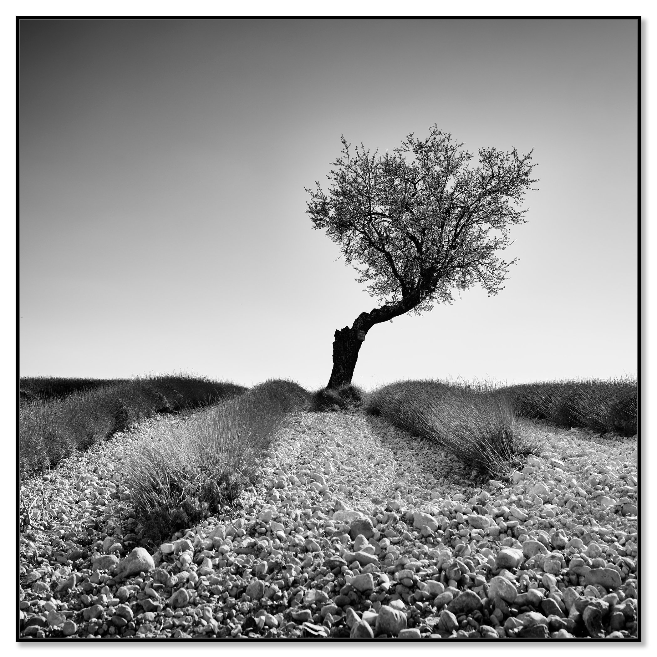Tree in a Stony Lavender Field, Study 1 – black-and-white photograph in a black aluminium ArtBox.