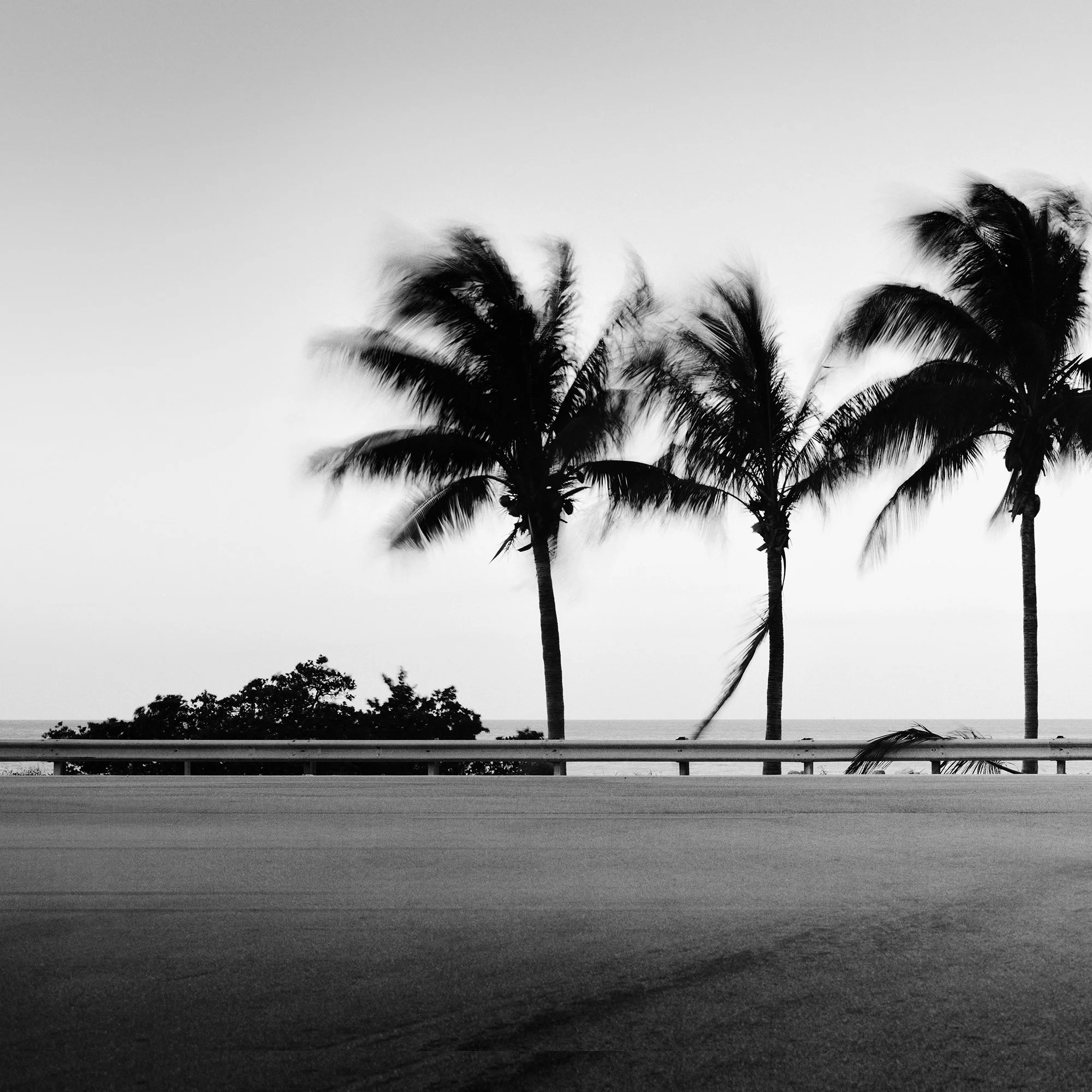 Detail of One Way Panorama Study 1 showing windswept palm trees beside a coastal road in Florida, photographed in black and white by Gerald Berghammer.