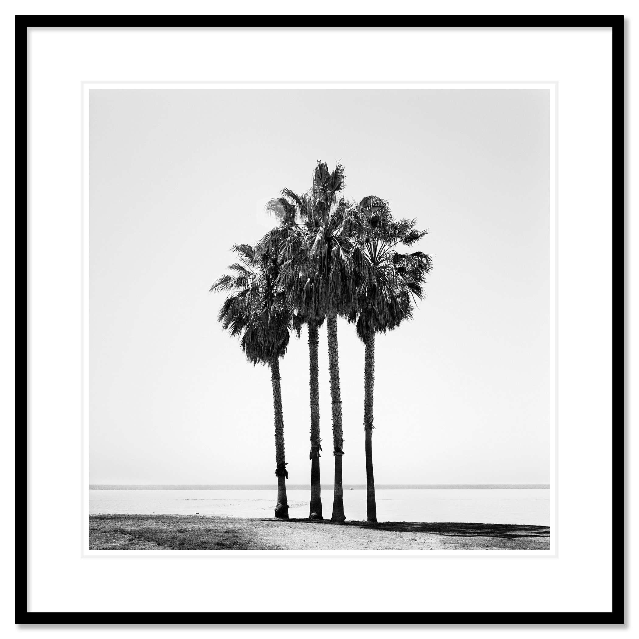 Four Palm Trees – California, USA as an archival pigment print in a black aluminium frame with a white mount by Gerald Berghammer.