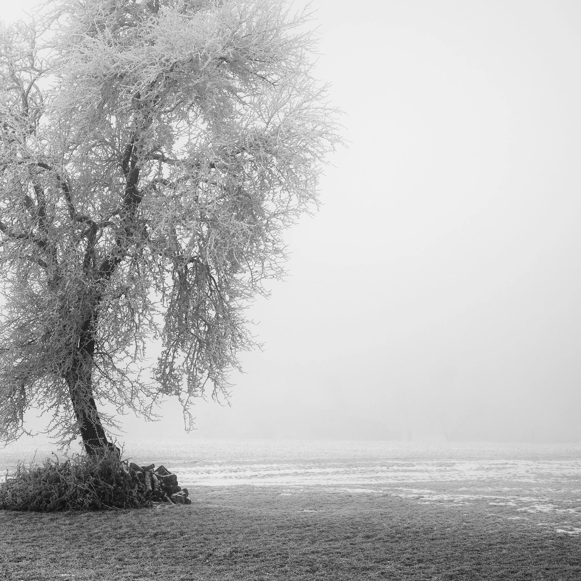 Detailed view of the frost-covered tree in Frozen Farmland Study 2, a black-and-white landscape photograph by Gerald Berghammer.
