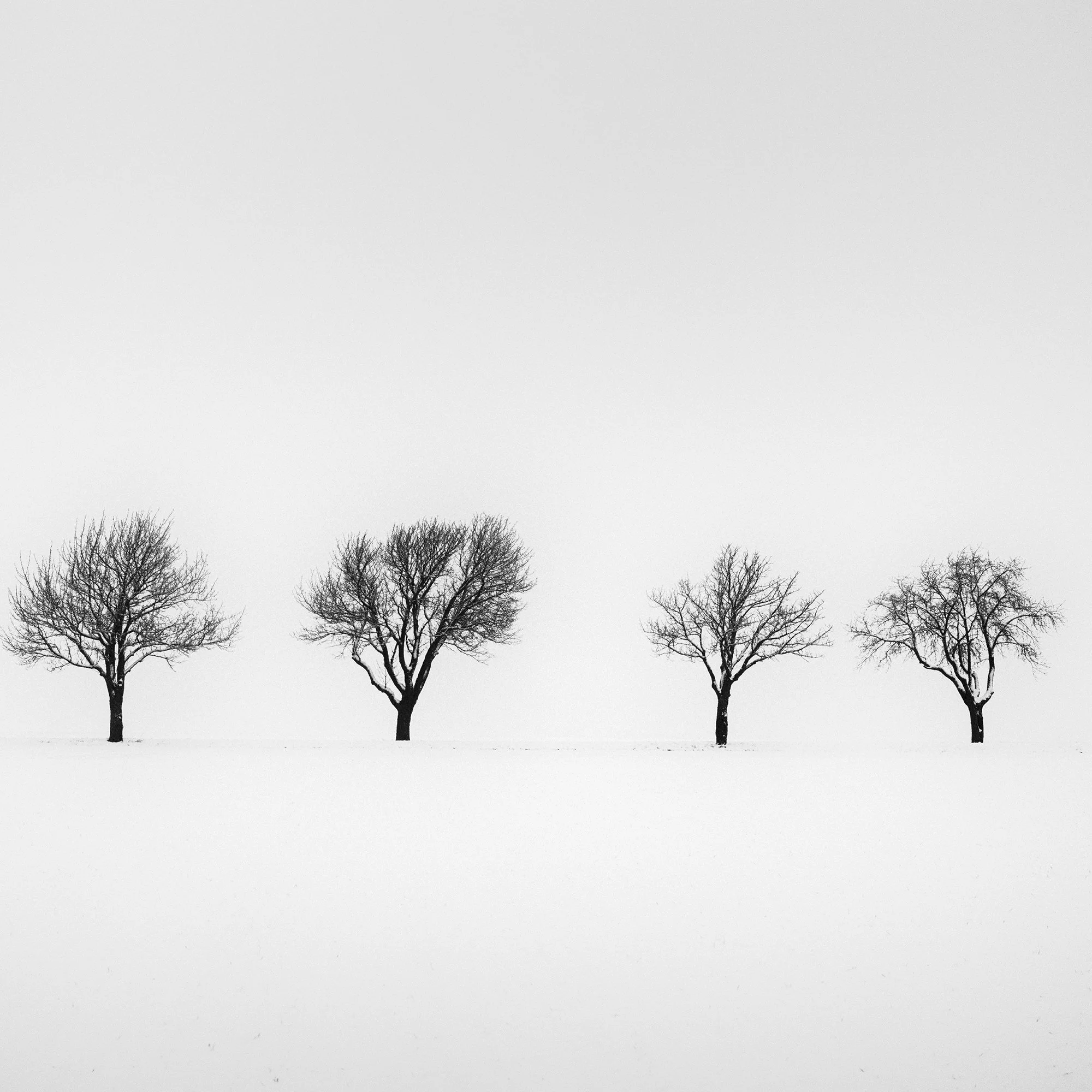 Detail view of Five Trees in Snowy Field showing leafless trees in a snowy Austrian landscape by Gerald Berghammer.