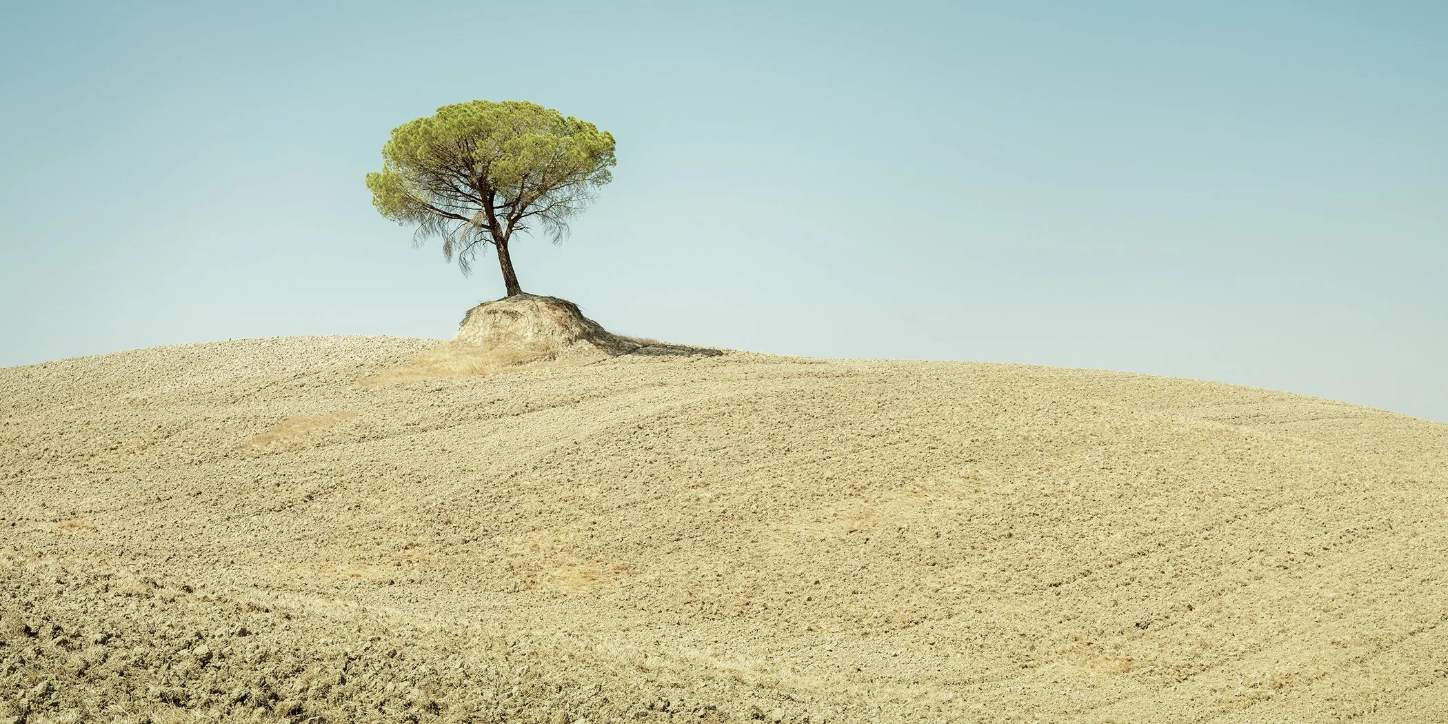 Solitary Italian stone pine standing on a rolling field beneath a clear blue sky in Tuscany, Italy. Photo by Gerald Berghammer.