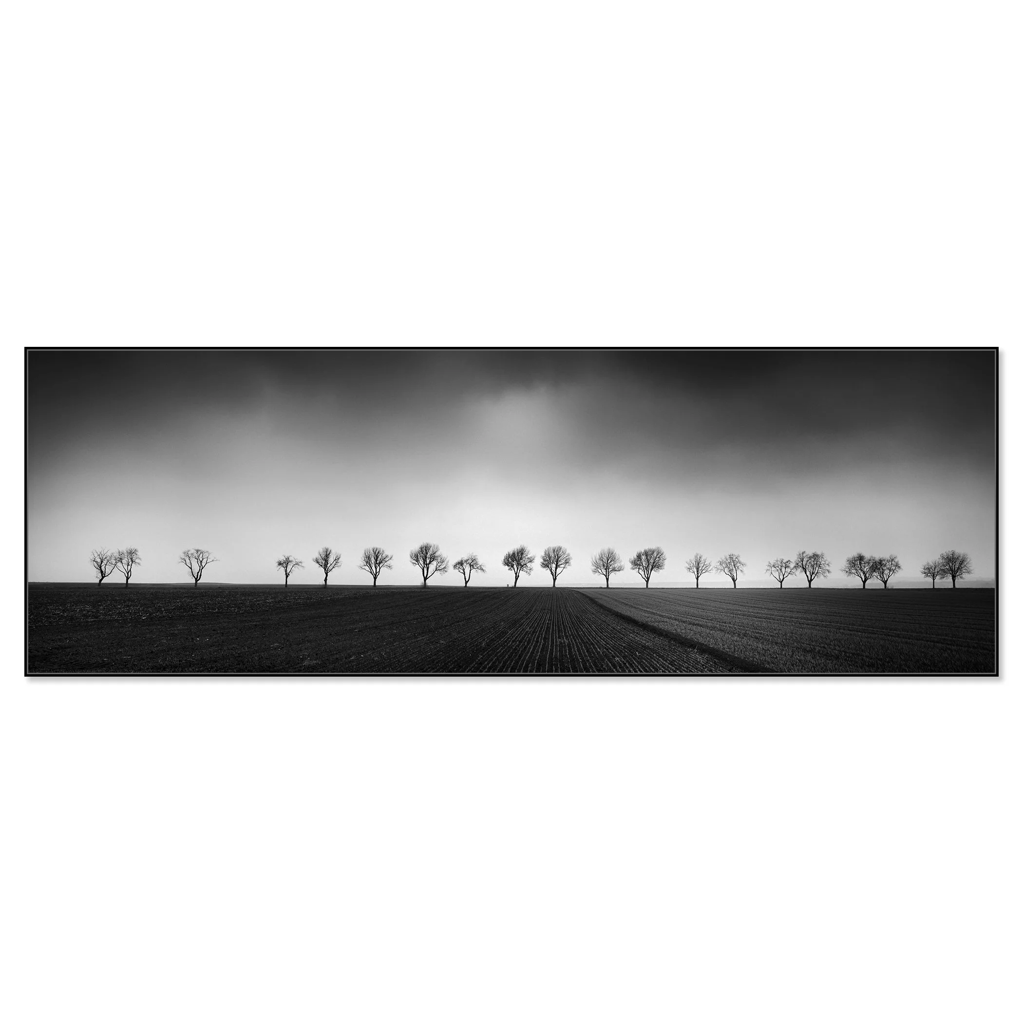 Gerald Berghammer - Black and white panorama photography. Landscape with a row of leafless trees across a flat field under a cloudy sky. Chromaluxe framed black