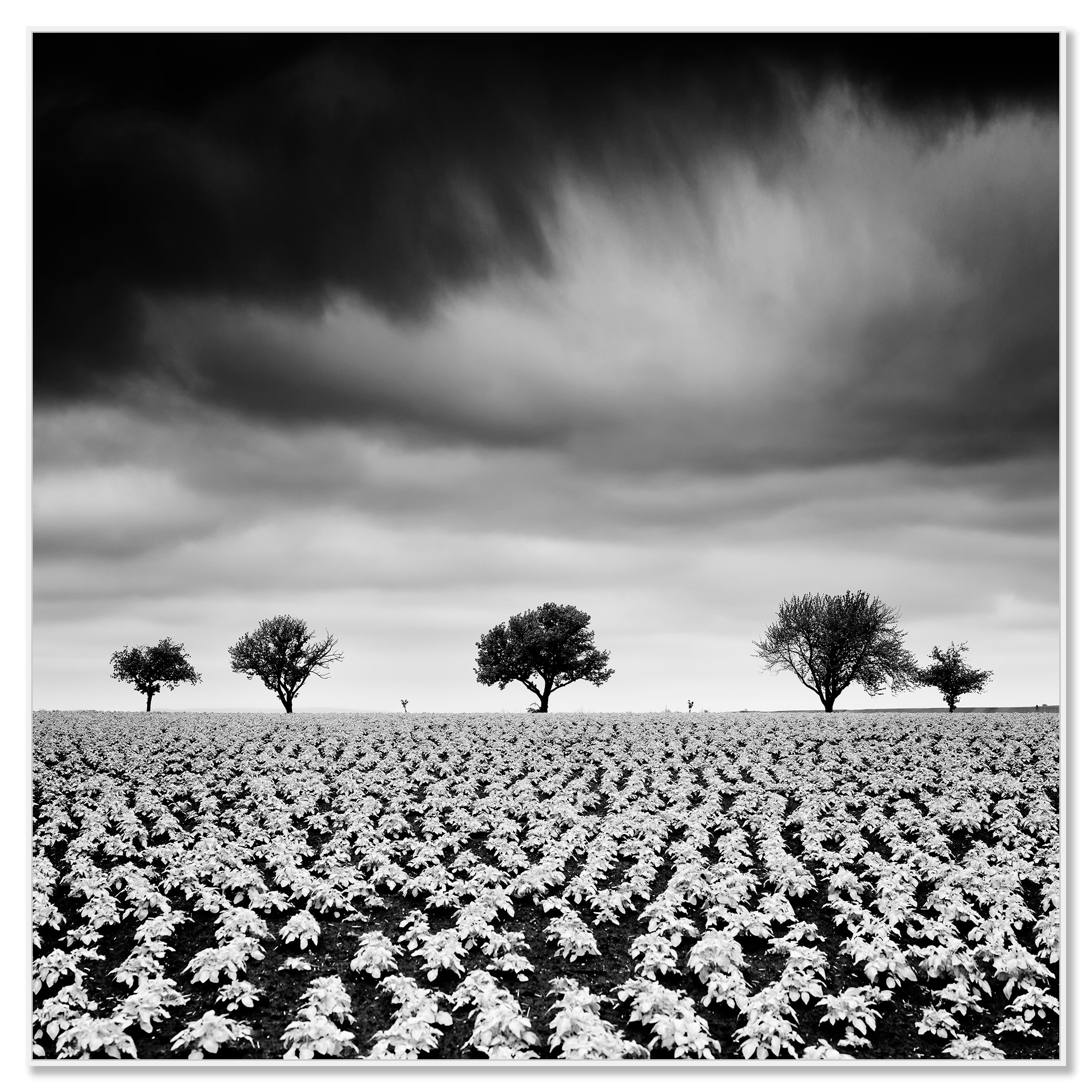 Black-and-white landscape photo of a wide potato field, young plants and five distant trees beneath a dramatic cloudy sky – framed ArtBox white