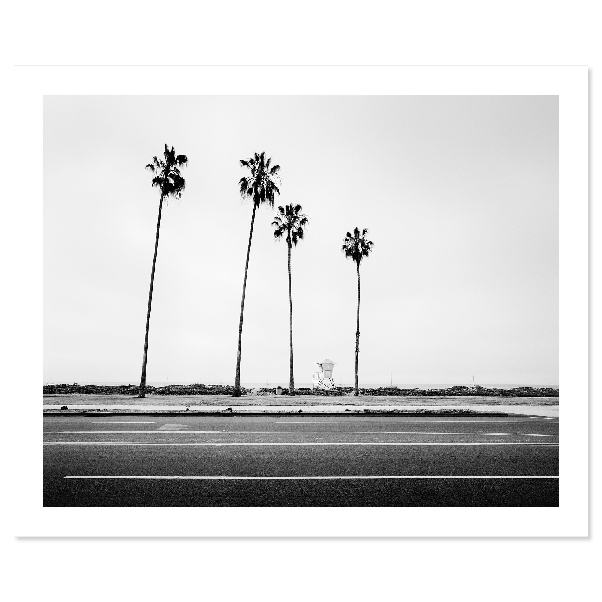 Palm Tree Study 4 shown as an archival pigment fine art print with a white border by Gerald Berghammer.