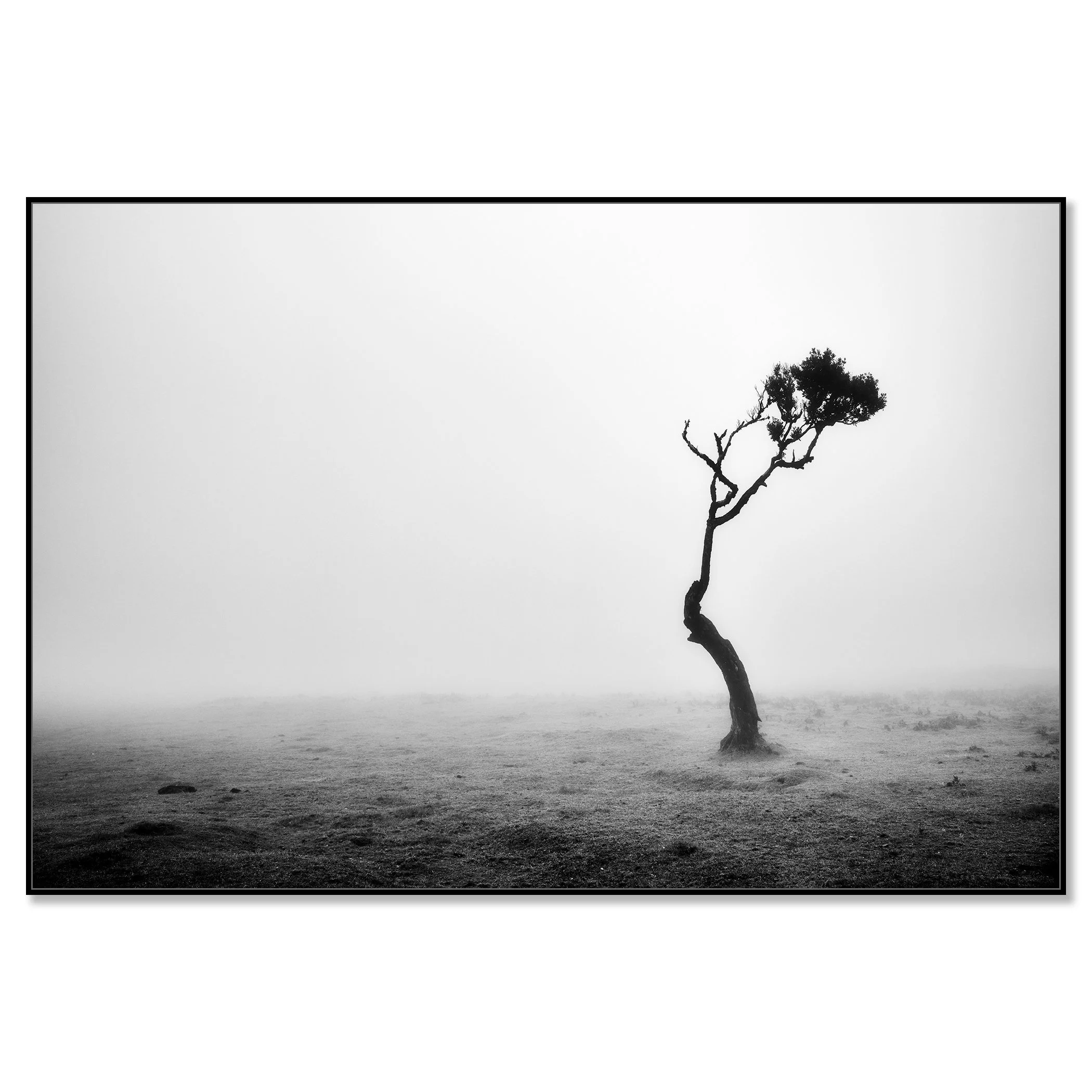 Lonely Tree in the Fog by Gerald Berghammer presented on aluminium Dibond in a black aluminium ArtBox frame.