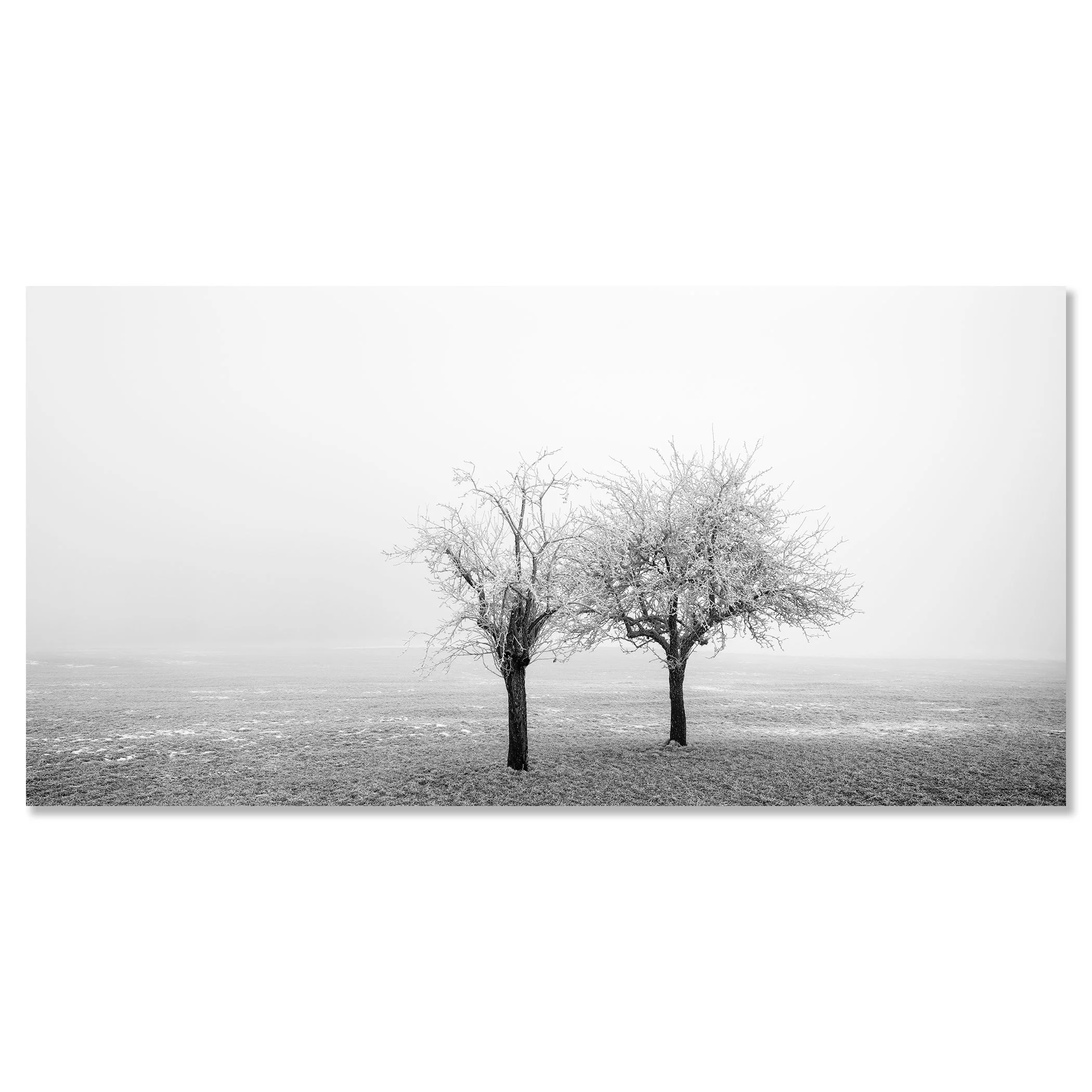 Frozen Trees in a Field Panorama Study 1 as a frameless black-and-white aluminium Dibond print by Gerald Berghammer.