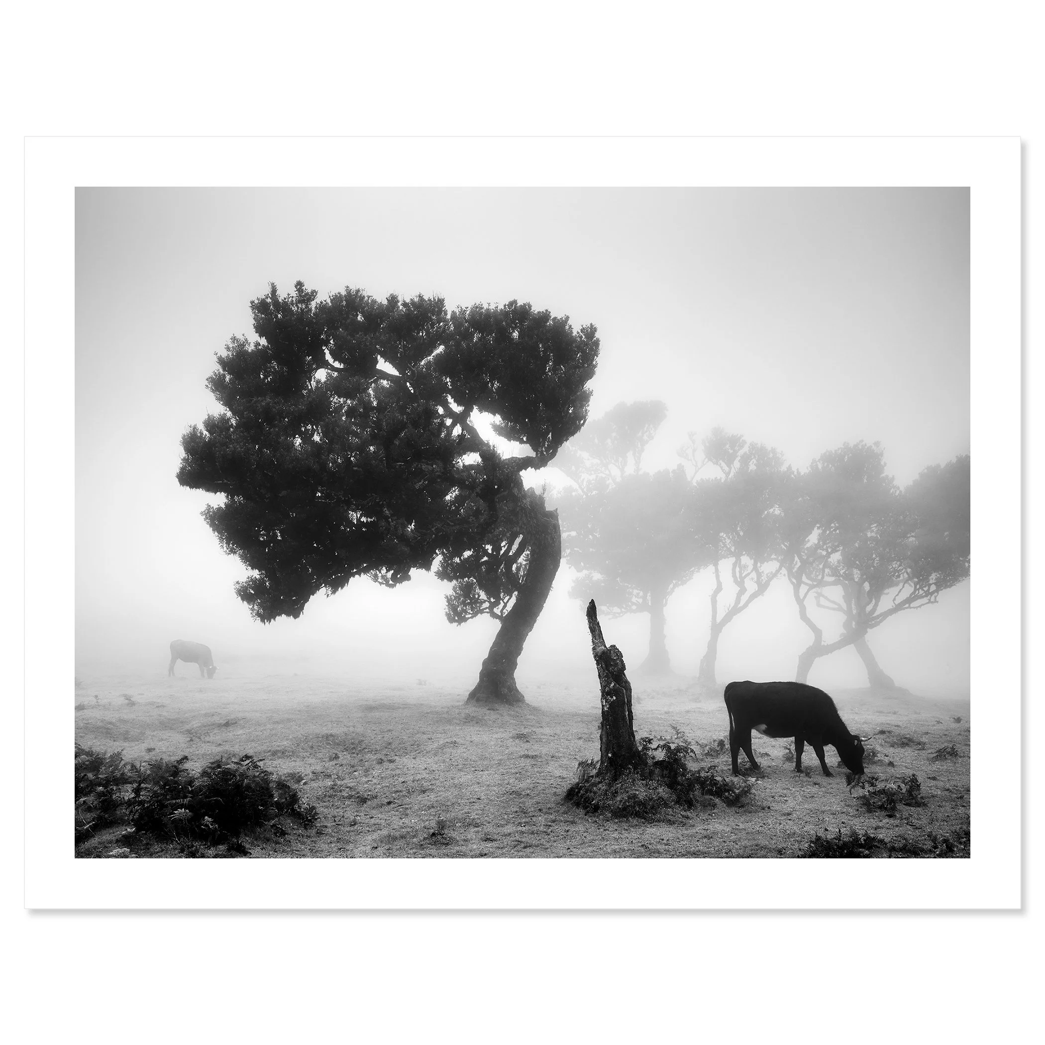 Cows on a Foggy Pasture, Study 1 – black-and-white fine art print of the misty Fanal Forest, Madeira, by Gerald Berghammer.