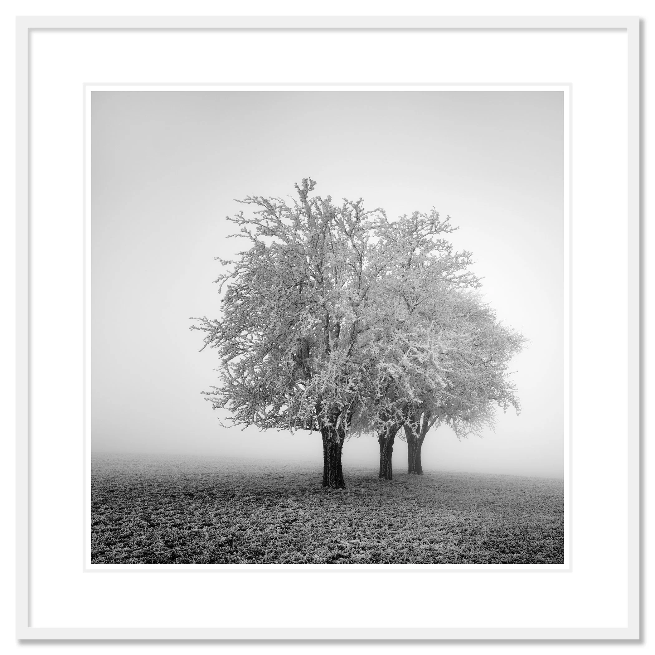 Frozen Apple Trees Study 2 as an archival pigment print in a white aluminium frame with a white mount by Gerald Berghammer.