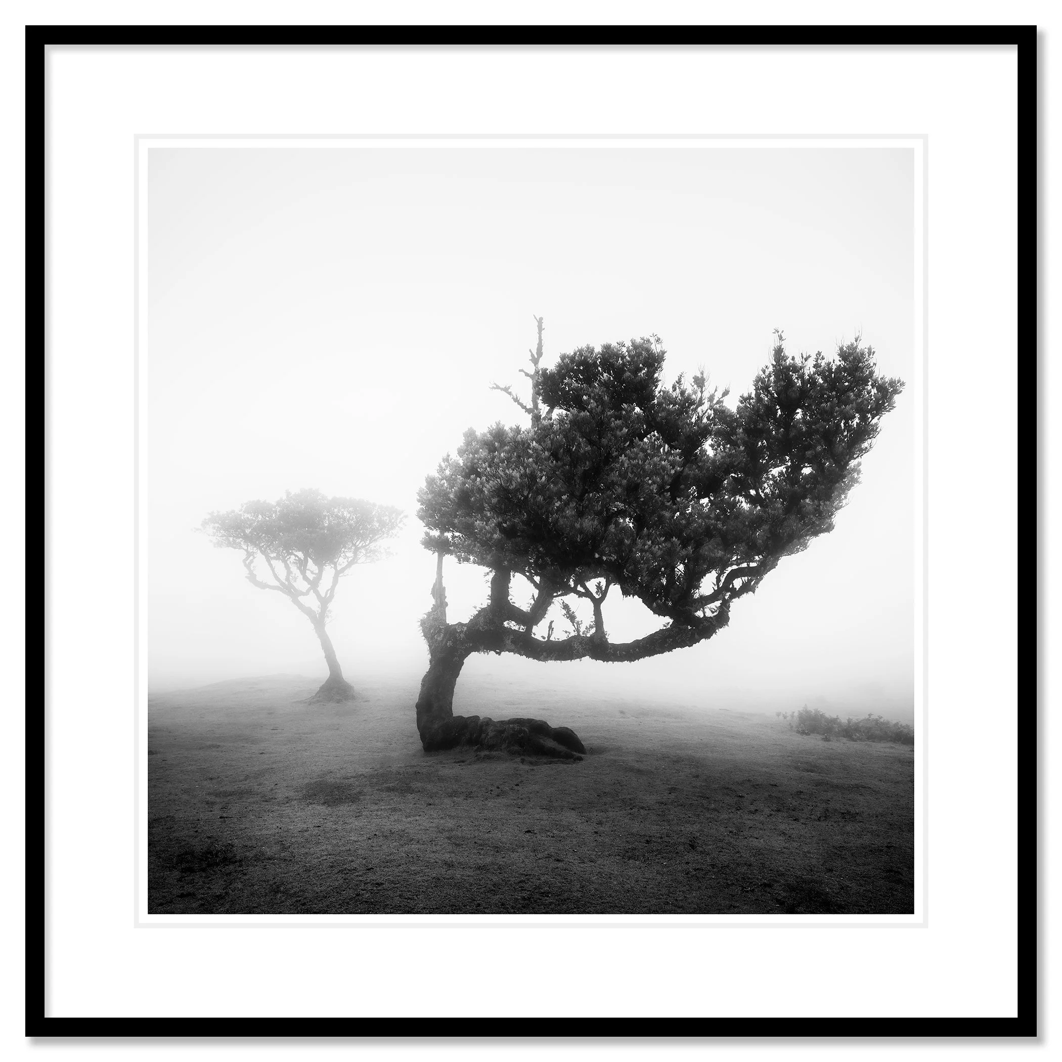 Ancient Laurel Cloud Forest Study 2 in a black aluminium frame with a white passe-partout by Gerald Berghammer.