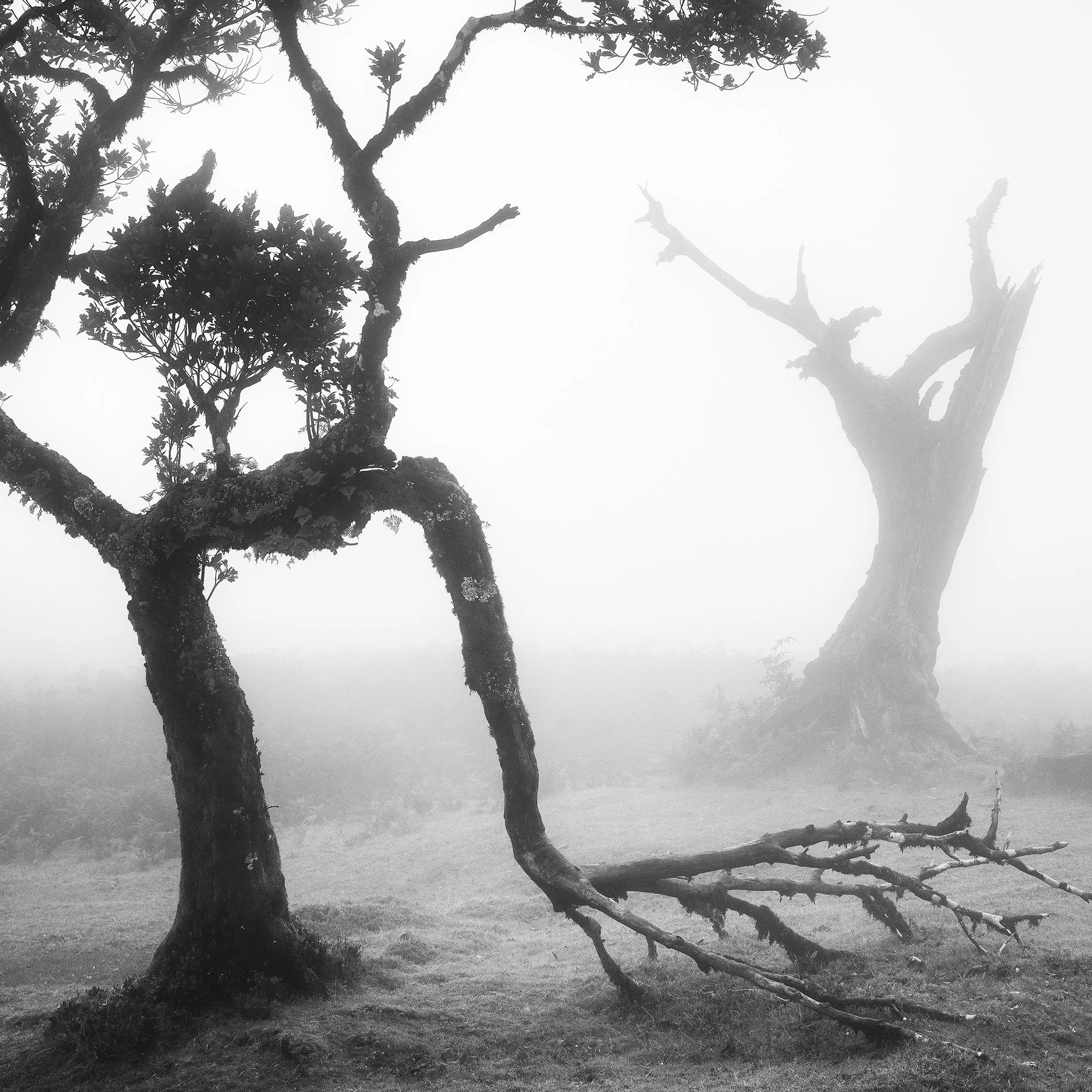 Close-up of a twisted laurel trunk and fallen branches in the misty Fanal Forest, Madeira, photographed by Gerald Berghammer.