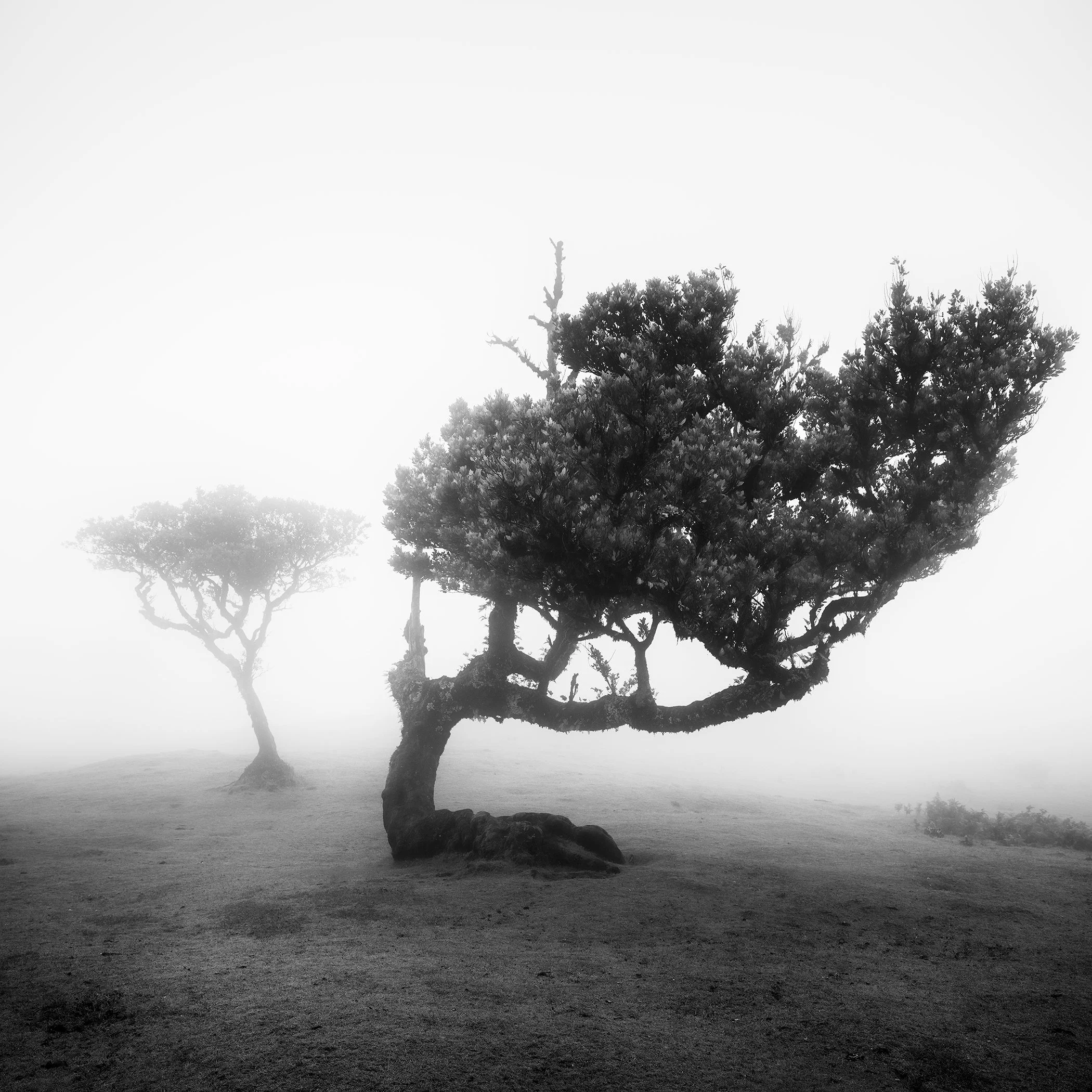 Black-and-white fine art photograph of two ancient laurel trees in mist in Fanal Forest, Madeira, by Gerald Berghammer.