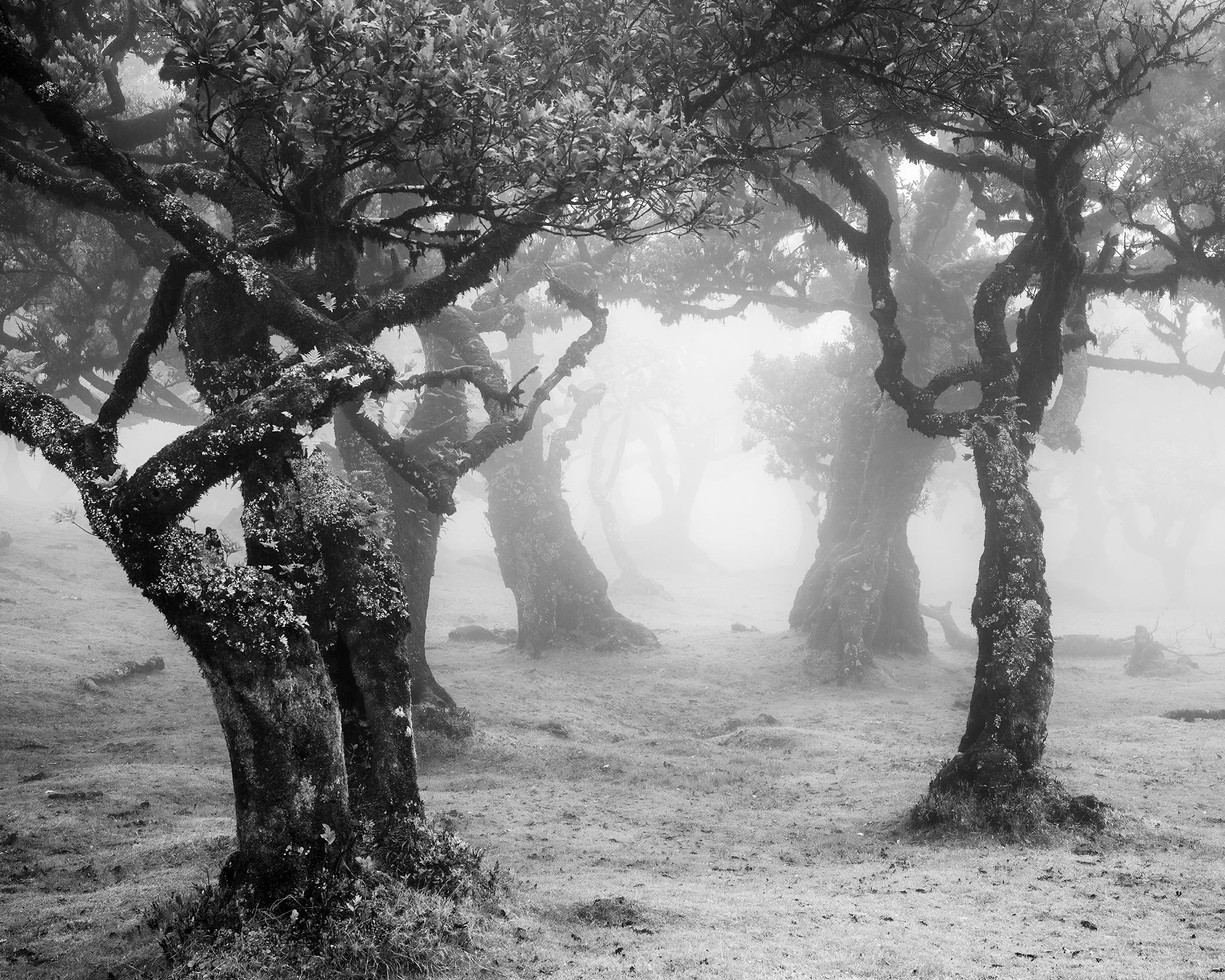 Mystical Forest Clearing by Gerald Berghammer, black-and-white photograph of ancient laurel trees emerging through mist in Fanal forest, Madeira, Portugal.