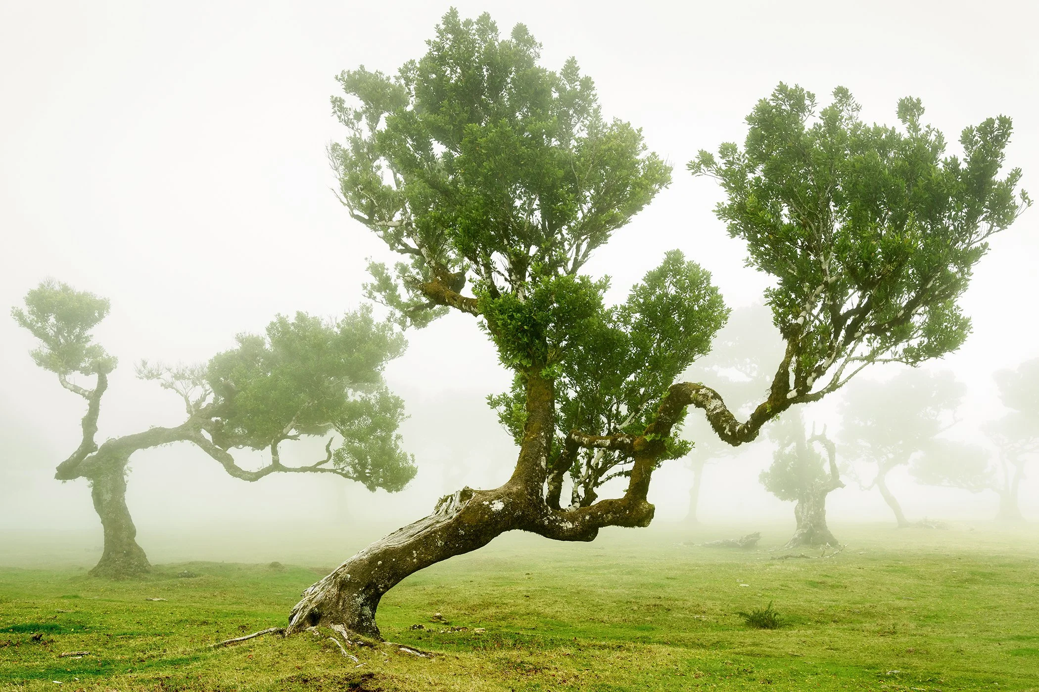 © 2021 Gerald Berghammer - Wind-shaped trees with twisted trunks standing in a foggy green meadow, partially fading into the mist in the background.