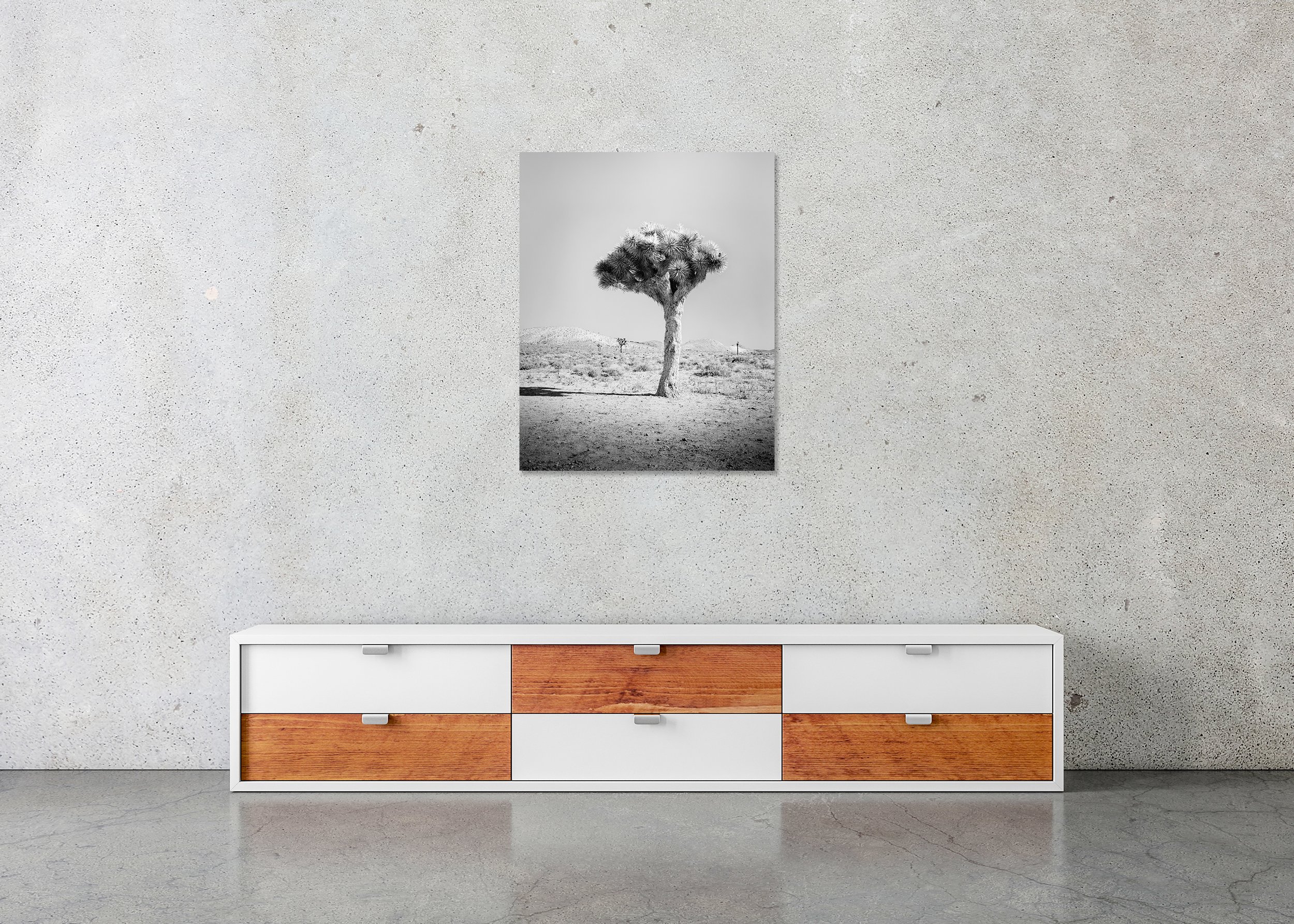 Joshua Tree Study 1 by Gerald Berghammer displayed frameless on aluminium Dibond in a contemporary interior