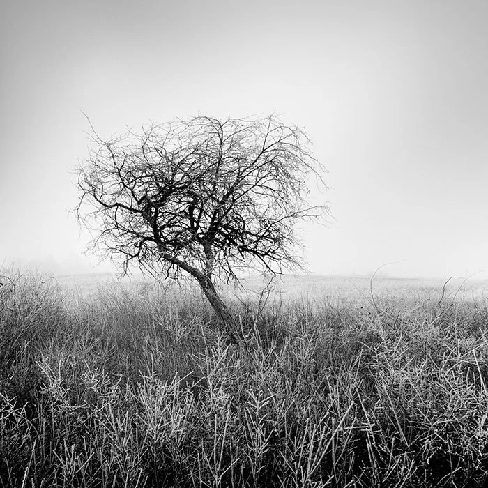 Hoarfrost Tree Study 1 – Hungary | Gerald Berghammer