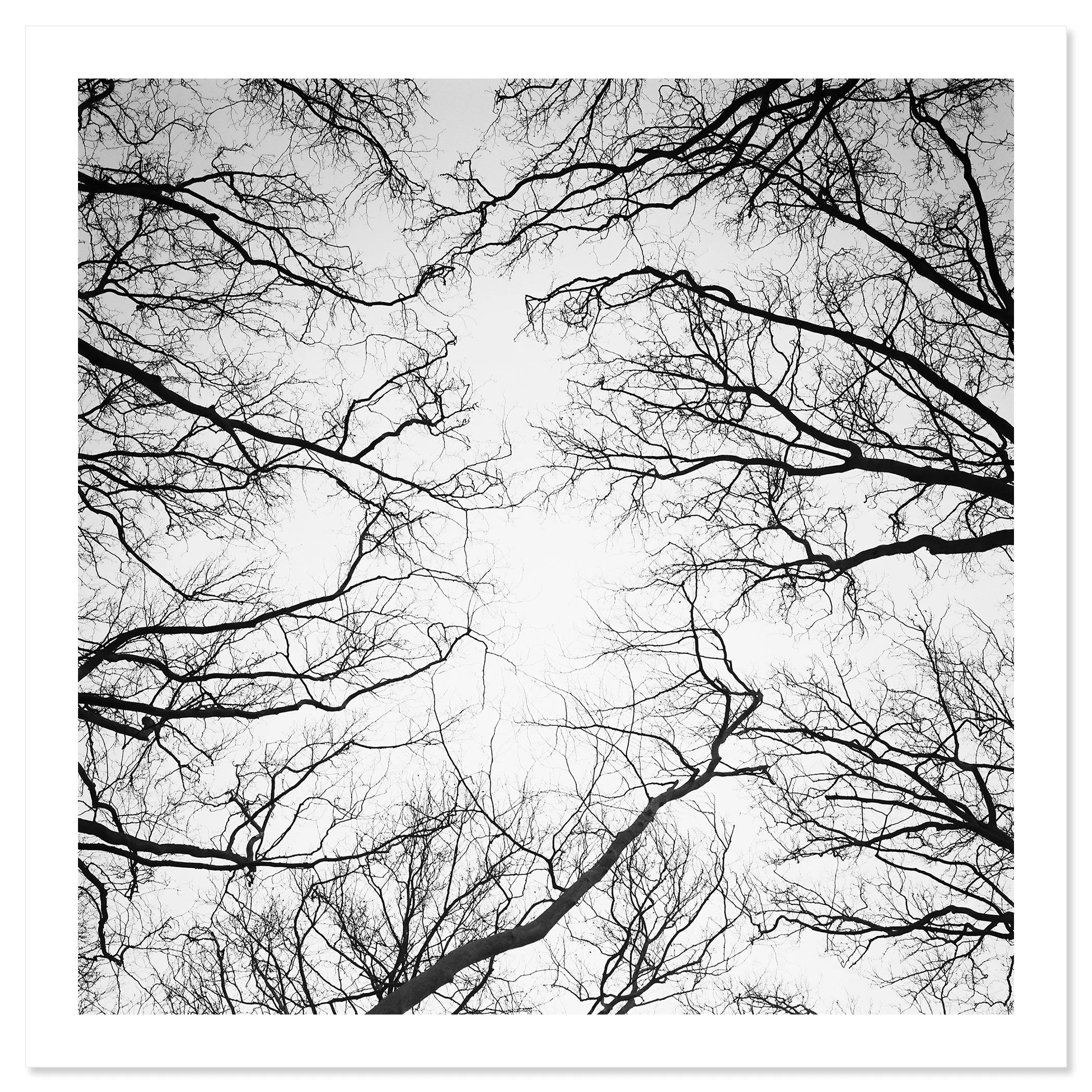 © 2017 Gerald Berghammer - Black and white abstract landscape photography. Leafless tree branches against a gray sky, looking up from the ground, Paris. Fine art print only