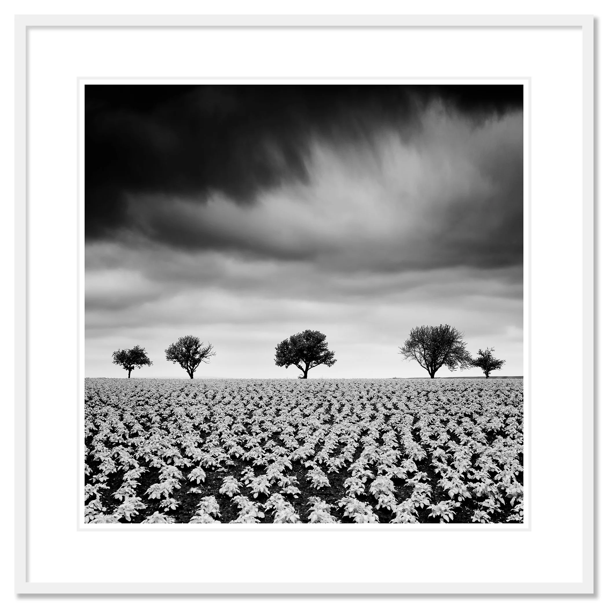 Potato Field with Cherry Trees Study 2 by Gerald Berghammer, archival pigment print in a white aluminium frame with white mount.