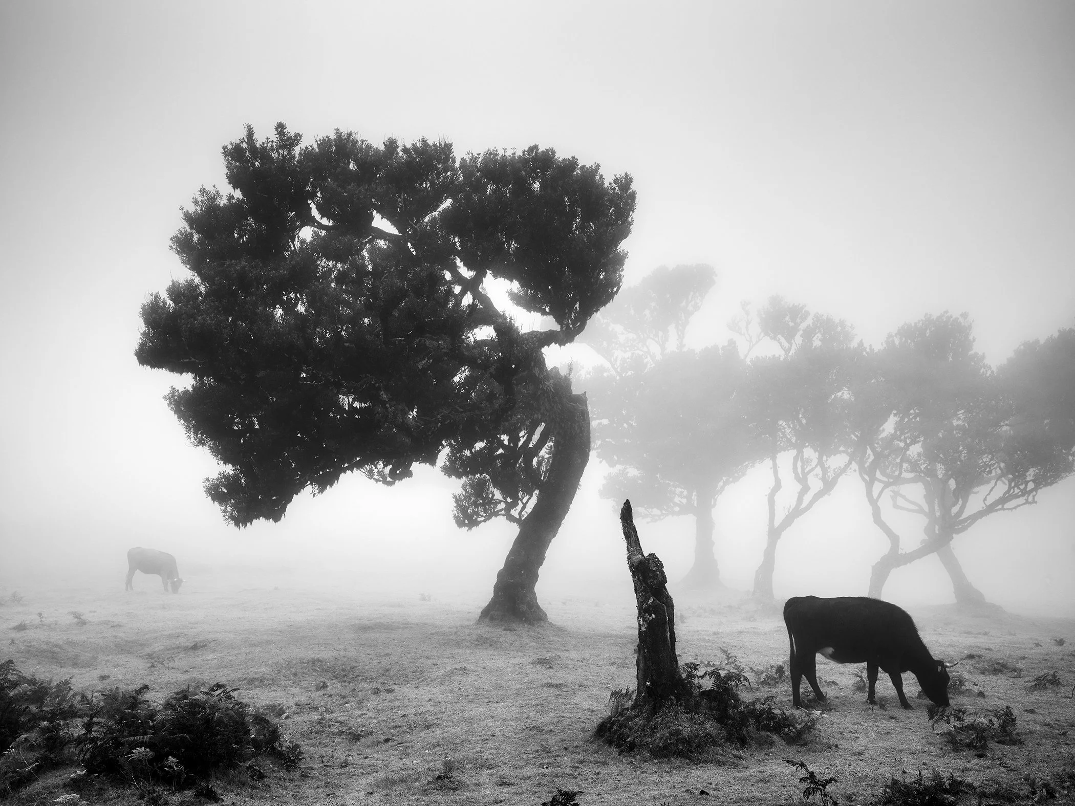 Misty pasture in black and white with a leaning tree and a grazing cow in the foreground.